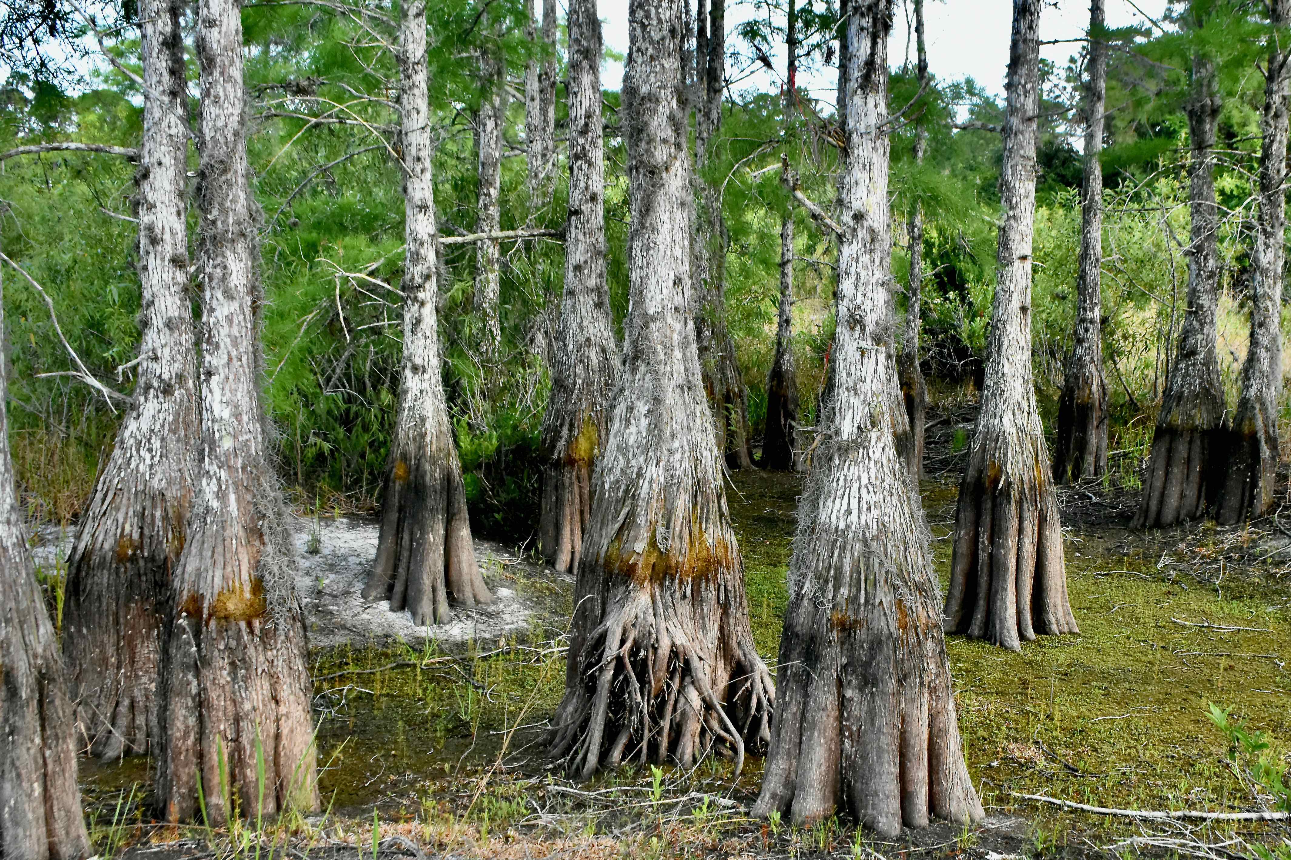 dry cypress swamp