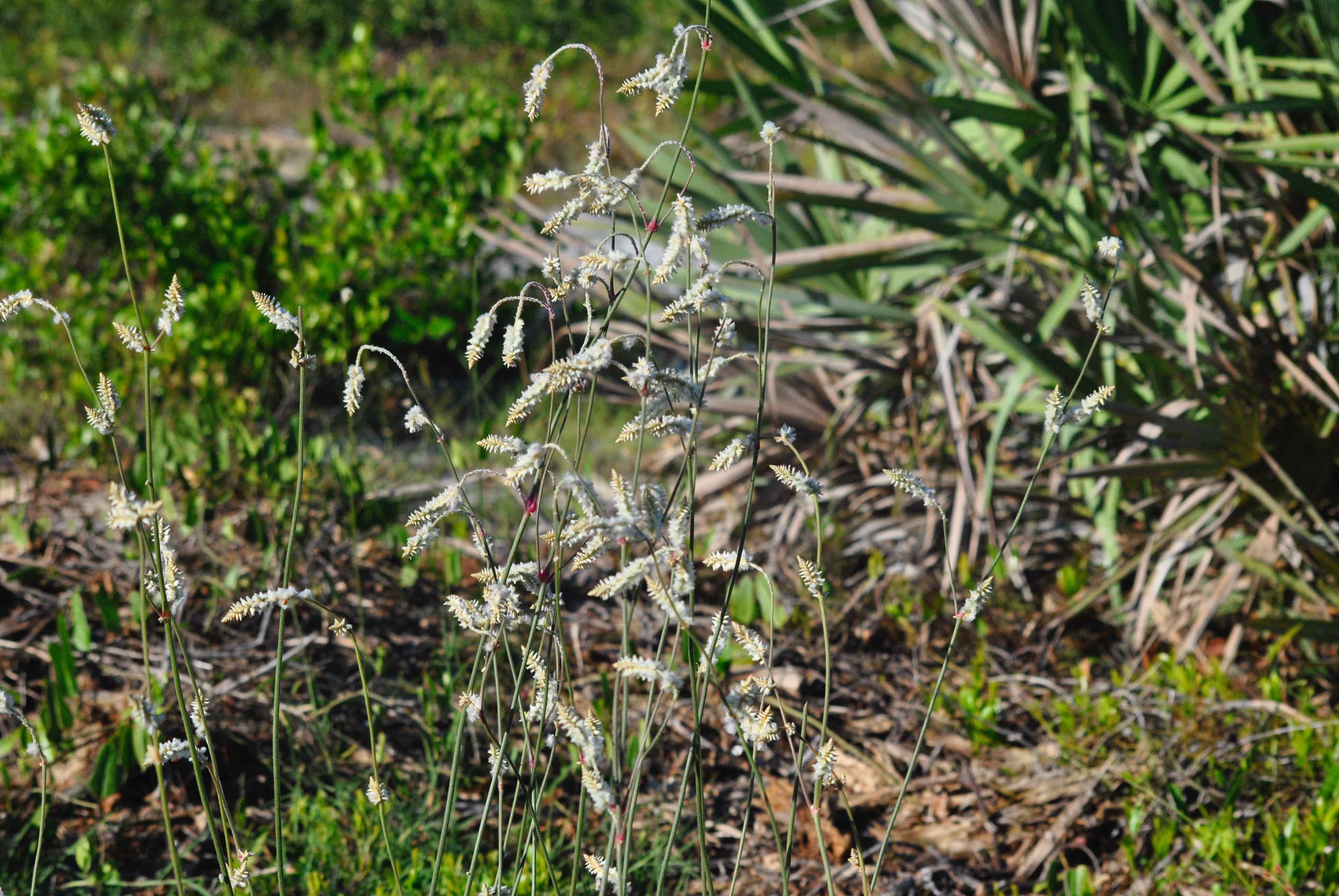 Cottonweed