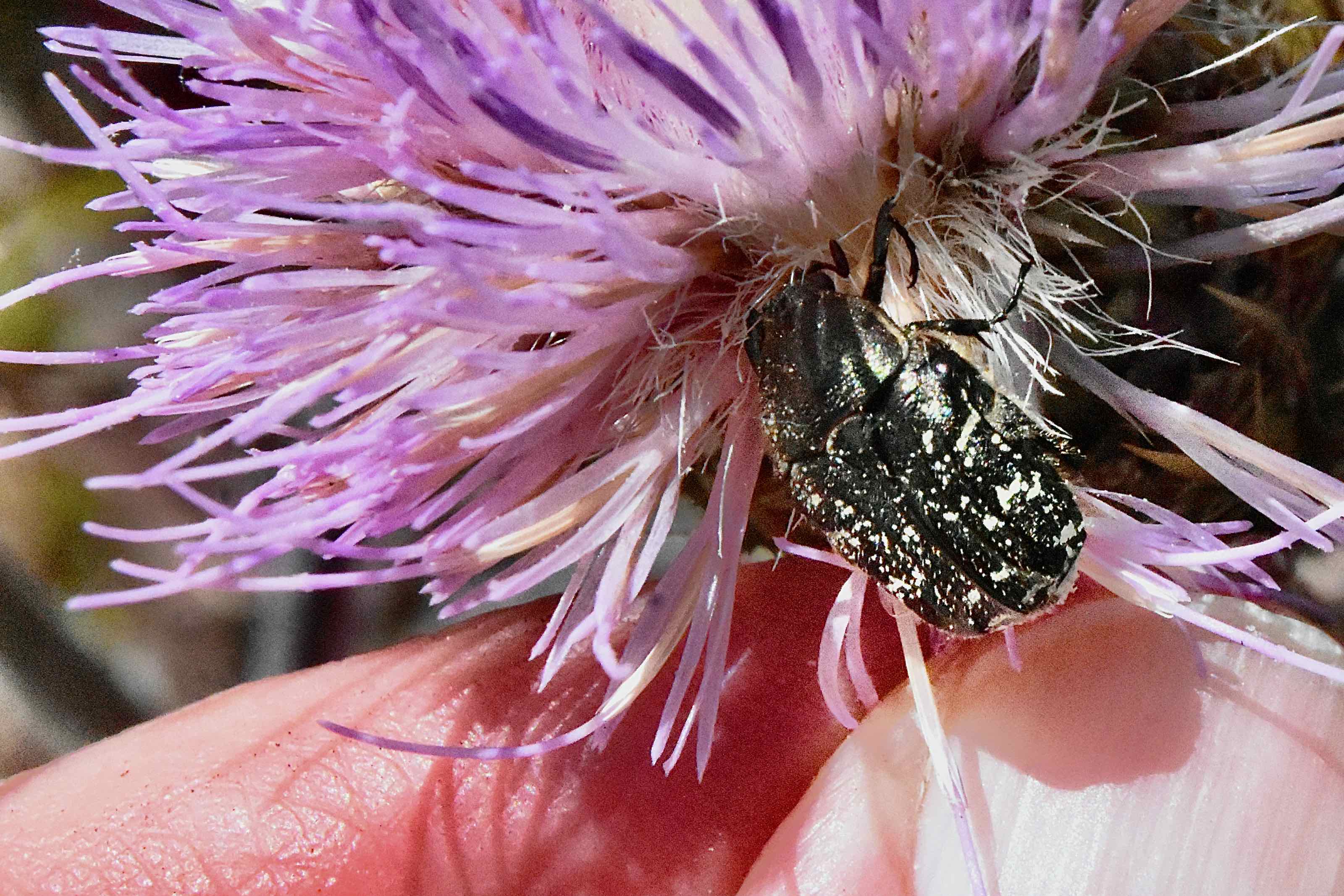 dark flower scarab