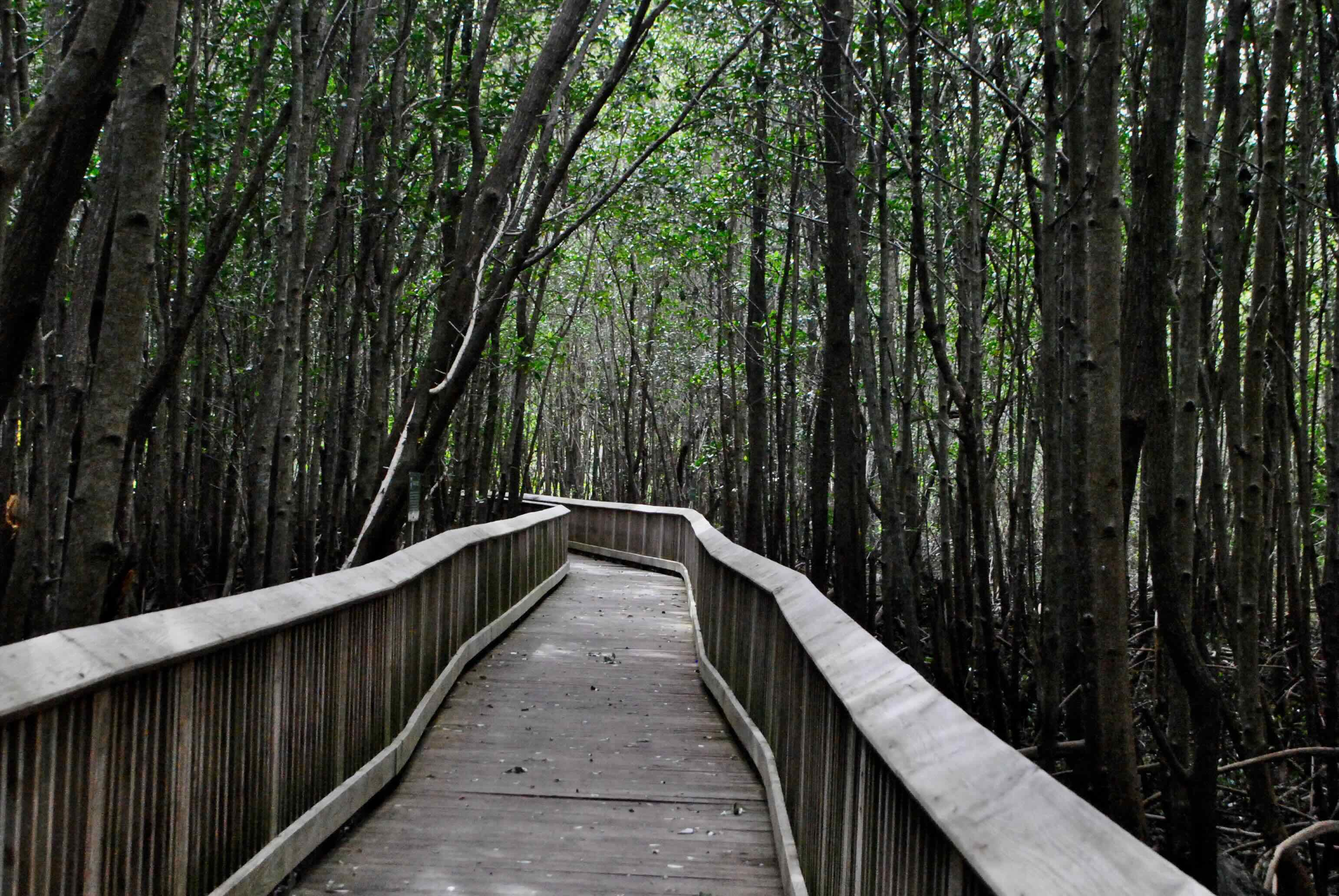 boardwalk through mangroves