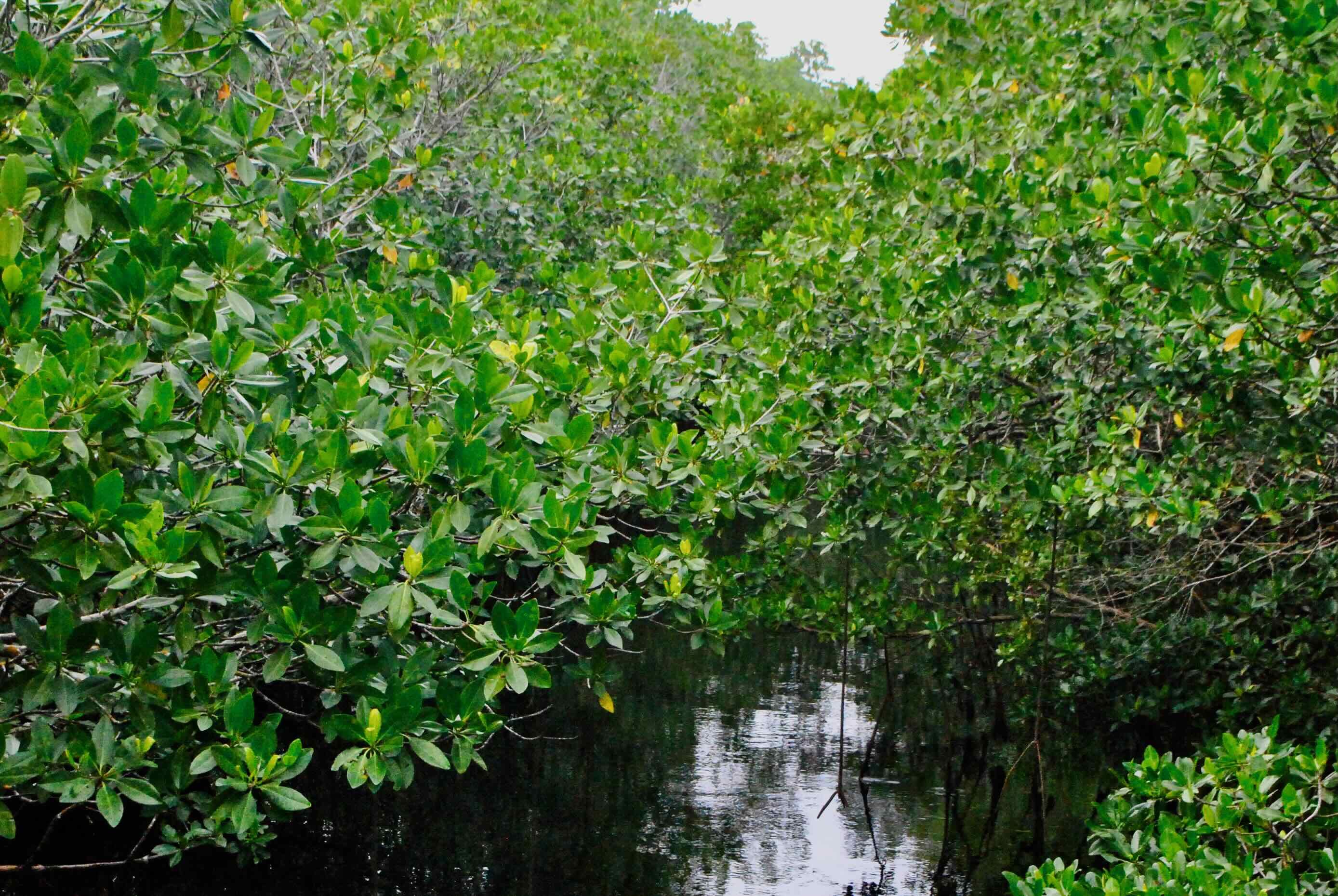 mangroves