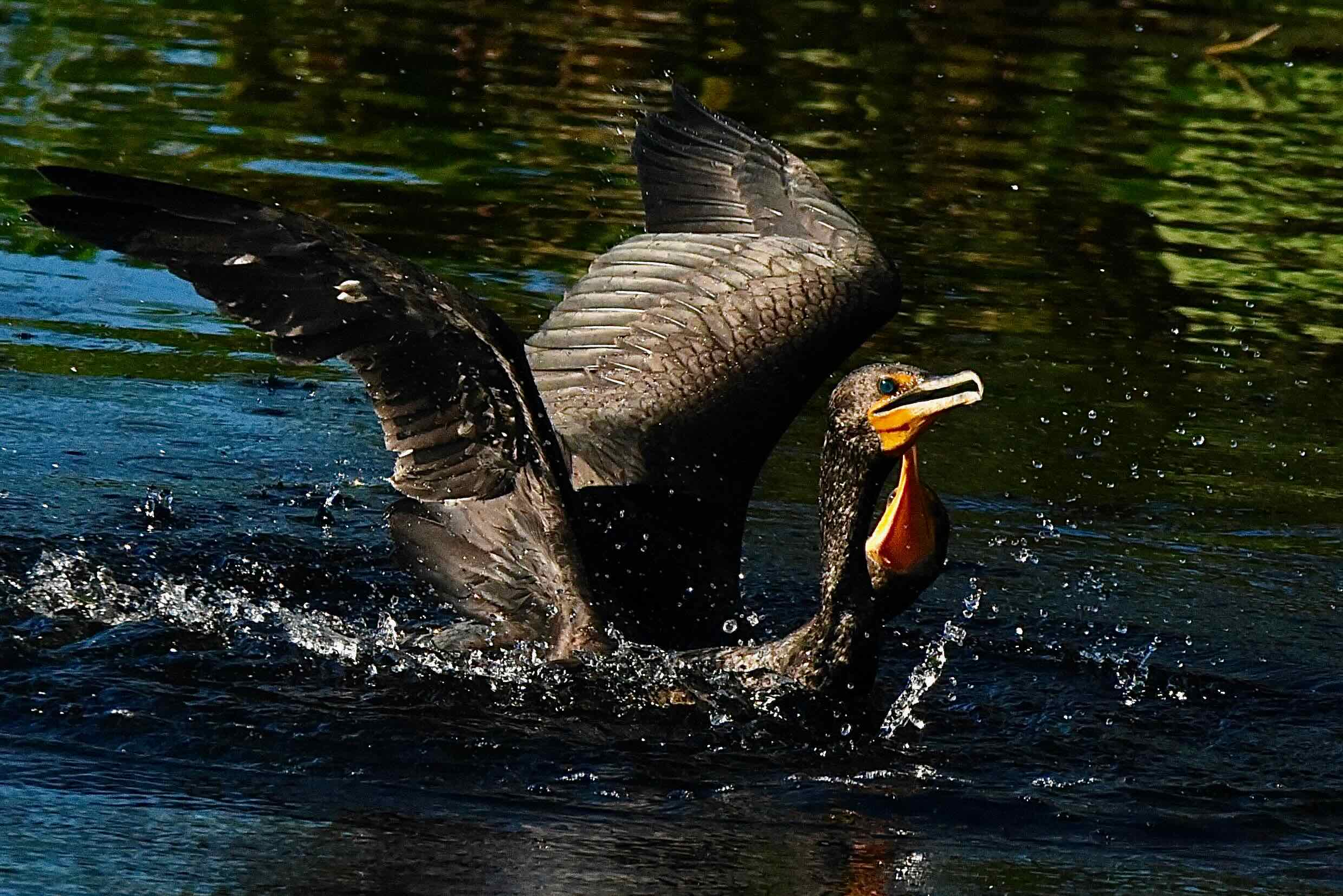 cormorants
