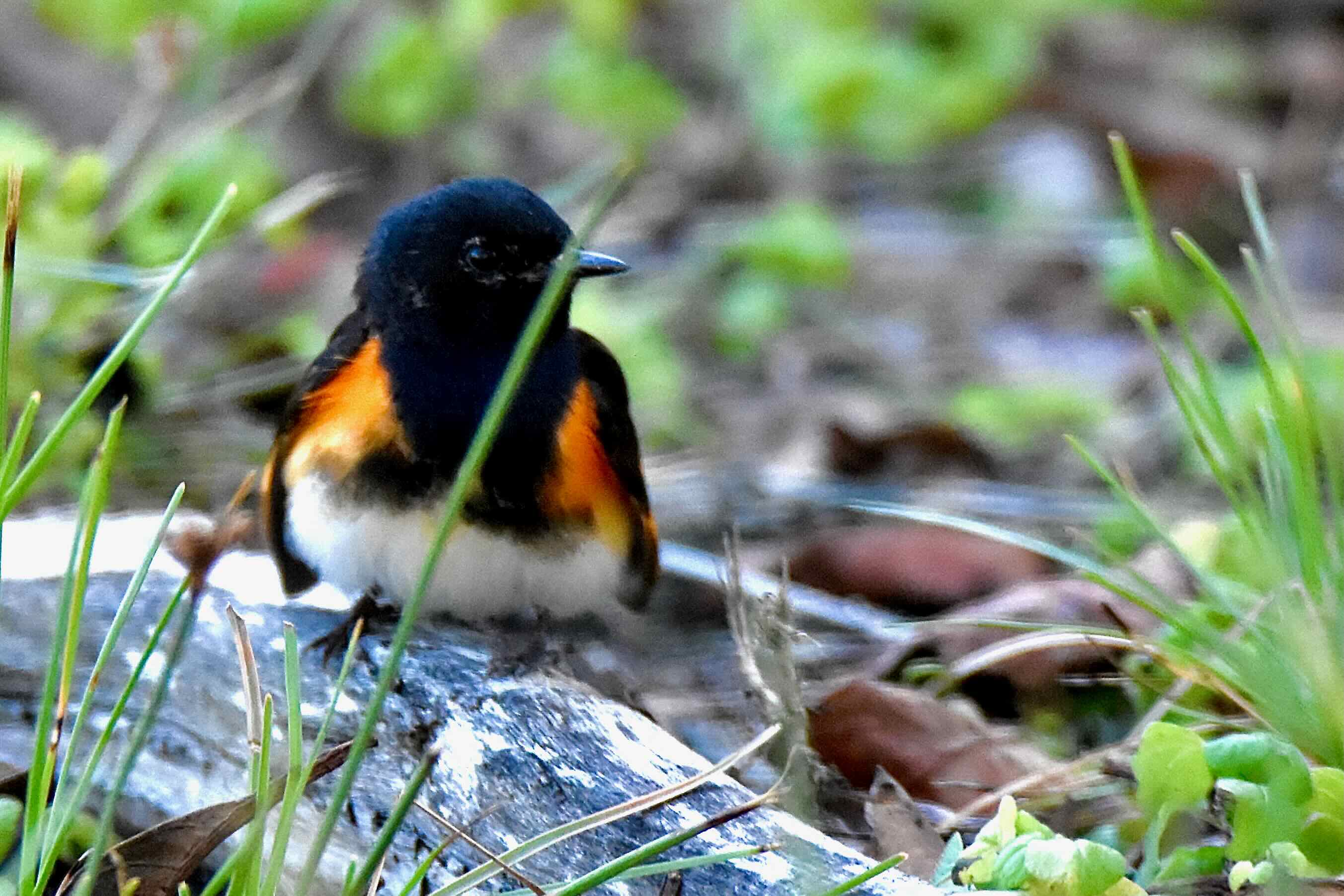 American Redstart