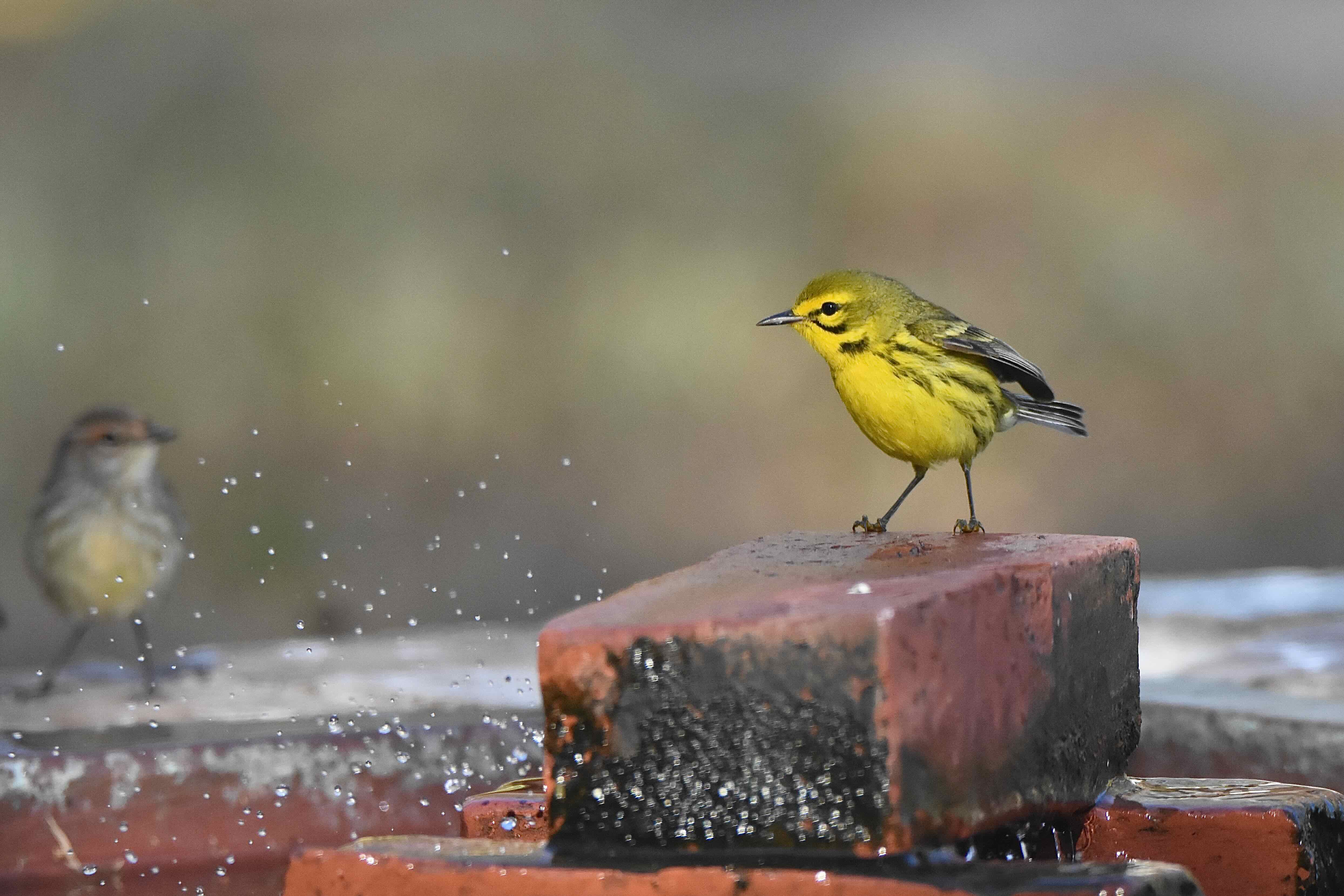 bird at fountain