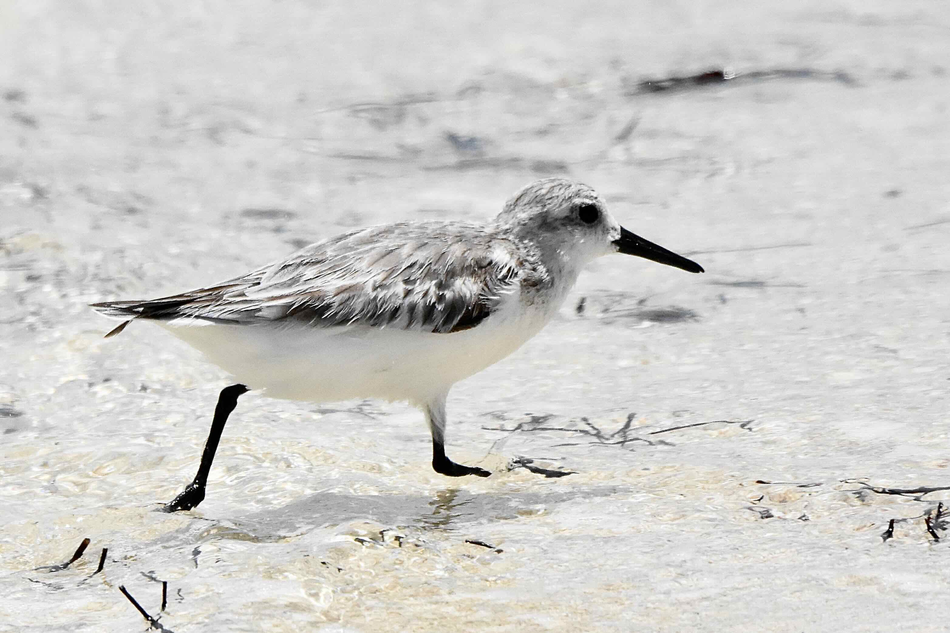 sanderling