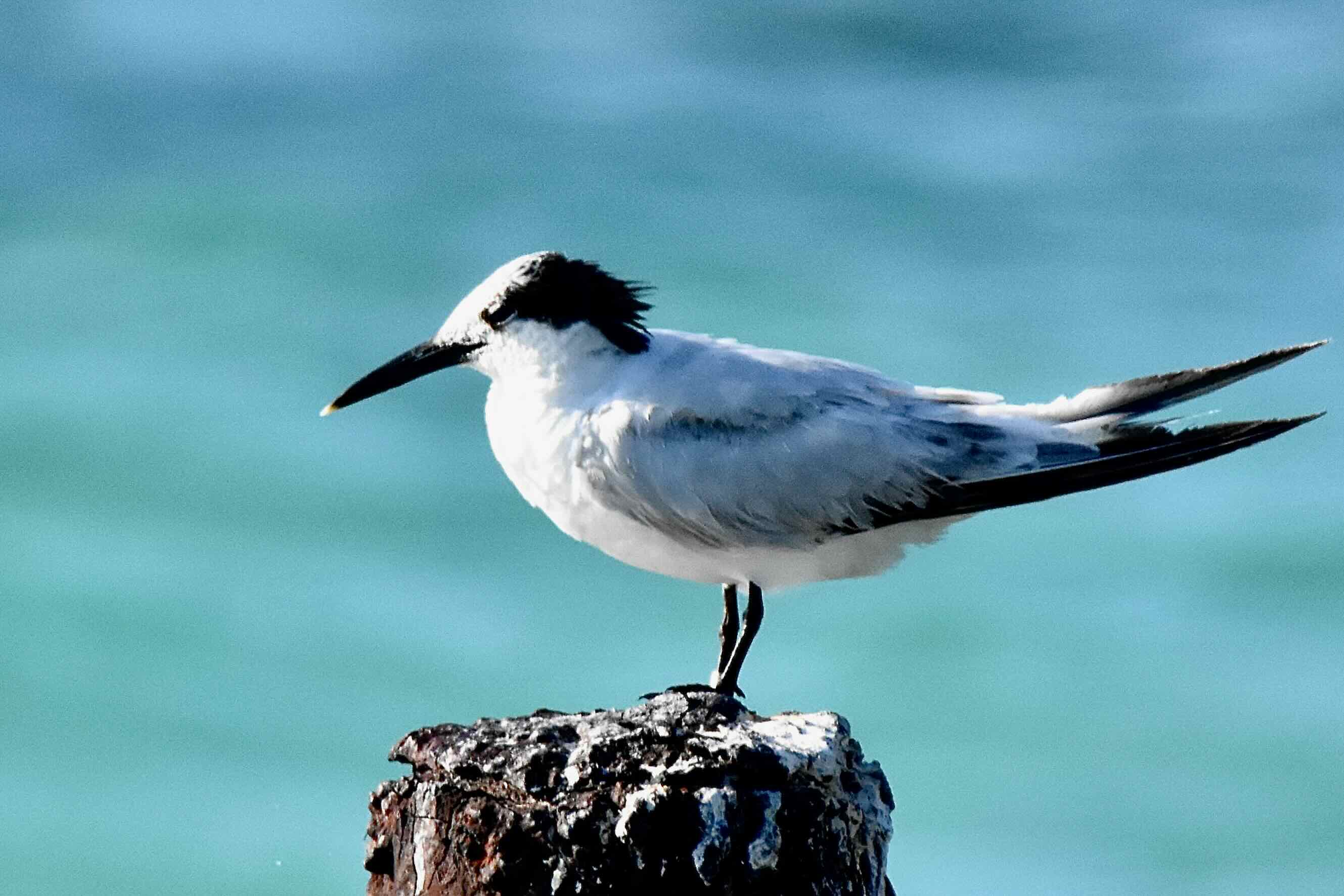 Sandwich Tern
