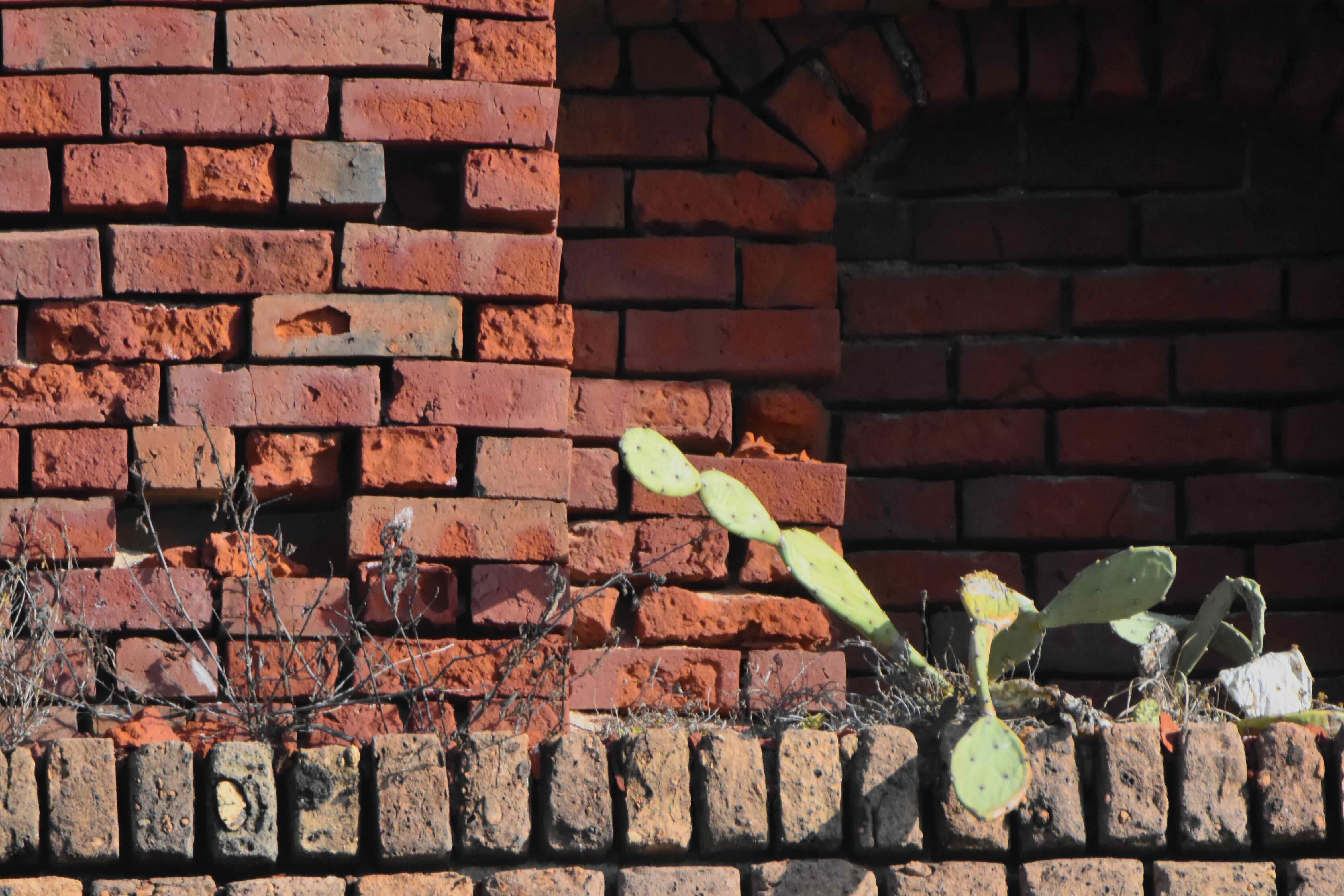prickly-pear in wall