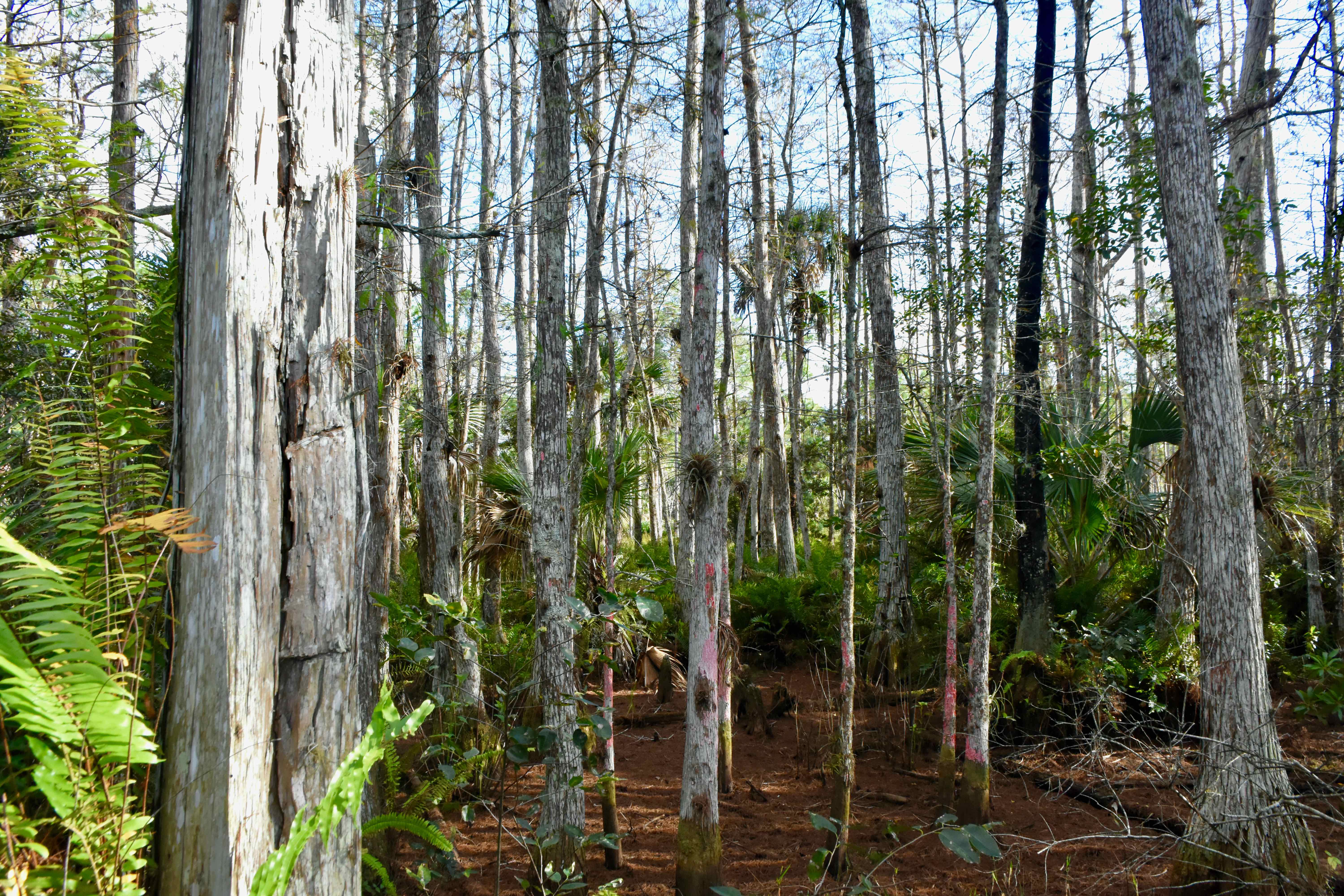 cypress swamp