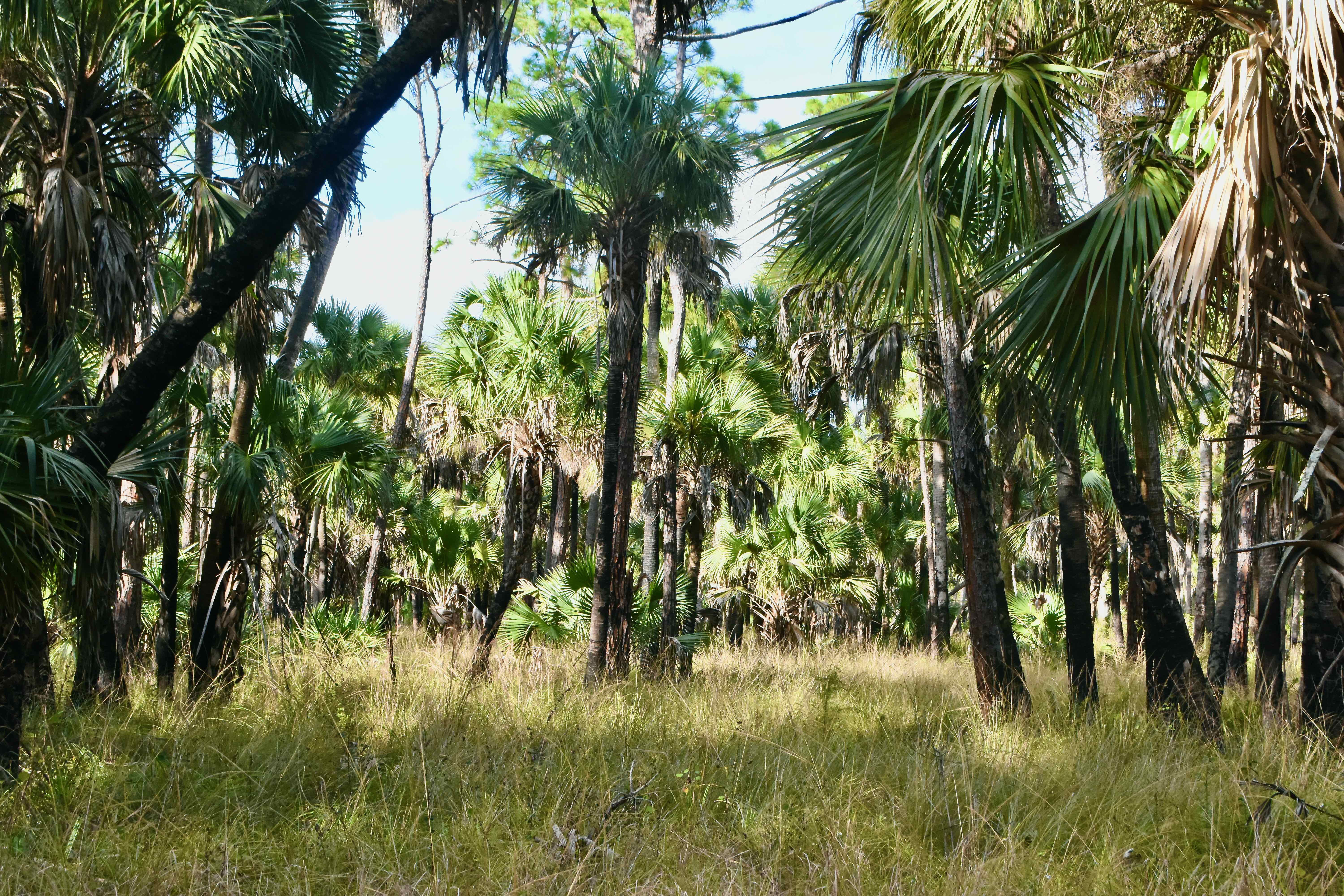 cabbage palm hammock