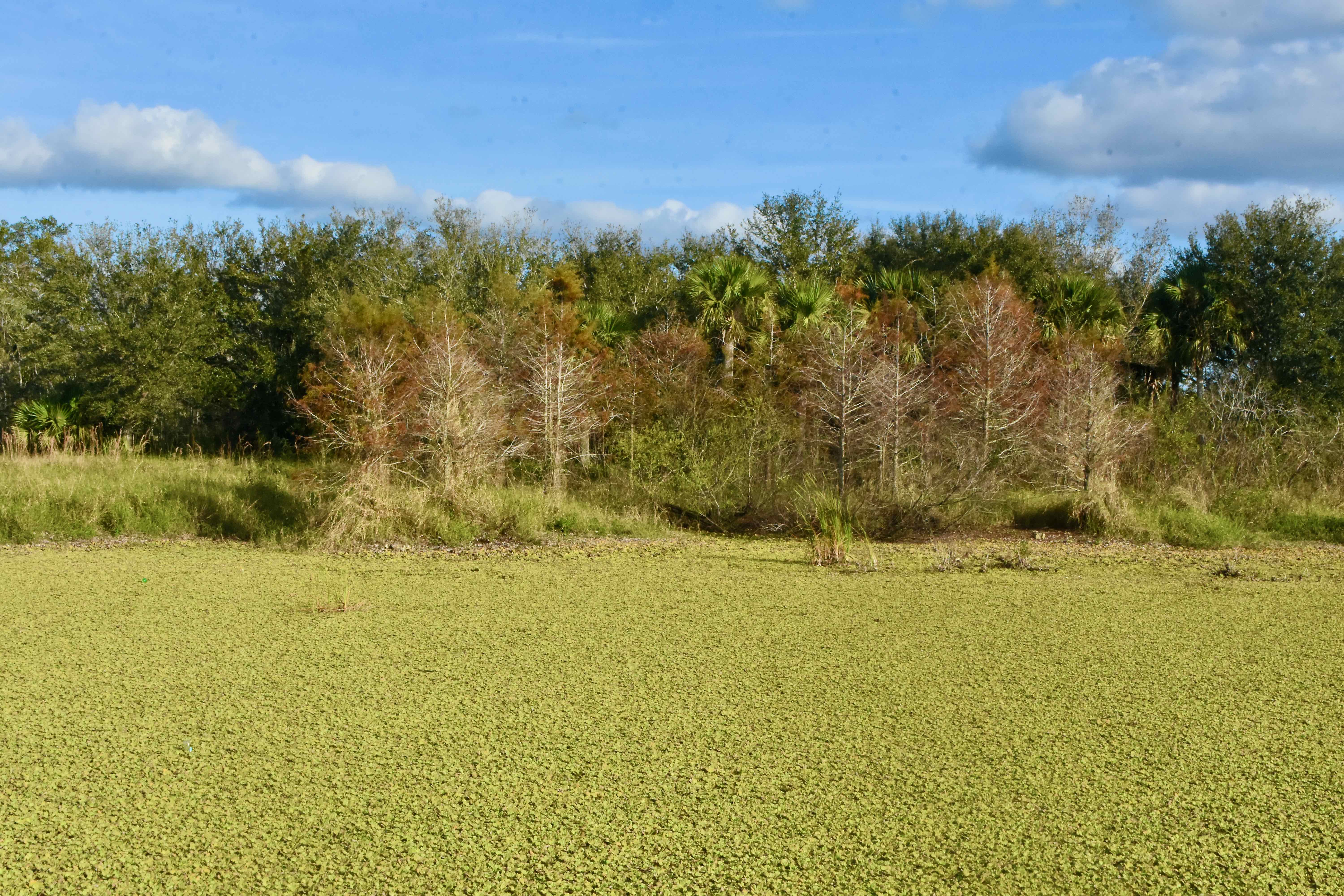 water lettuce lake