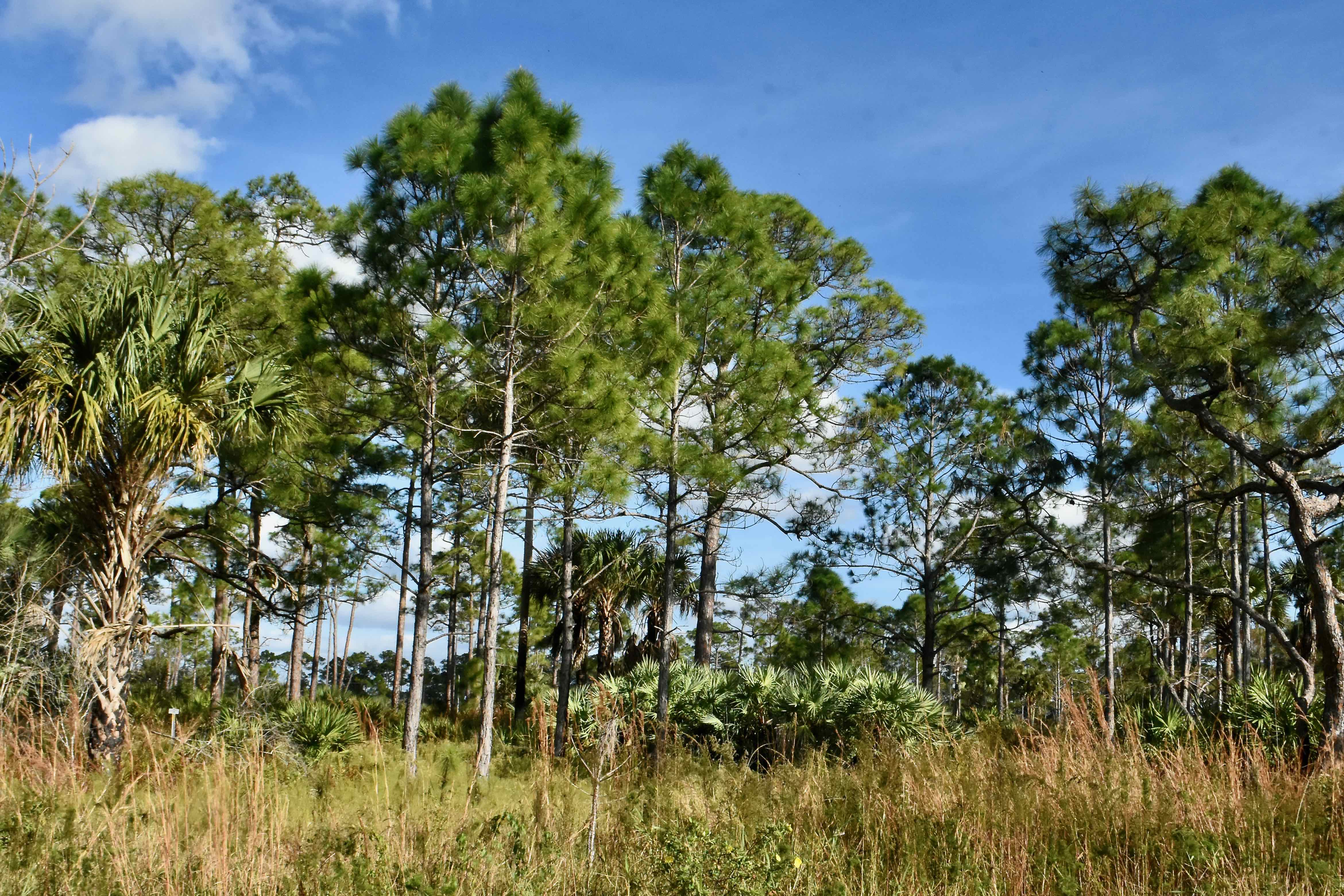 flatwoods