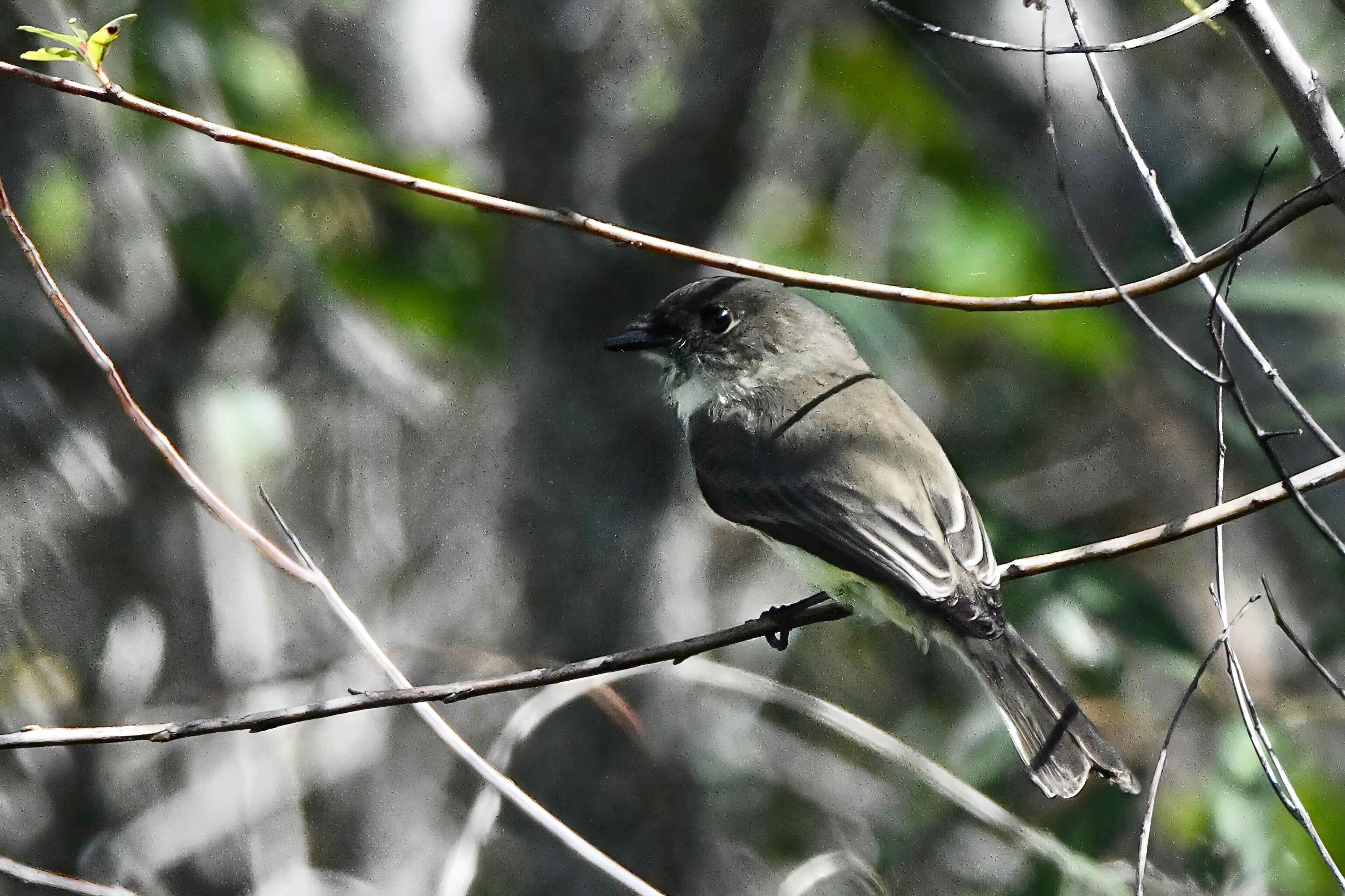 eastern phoebe