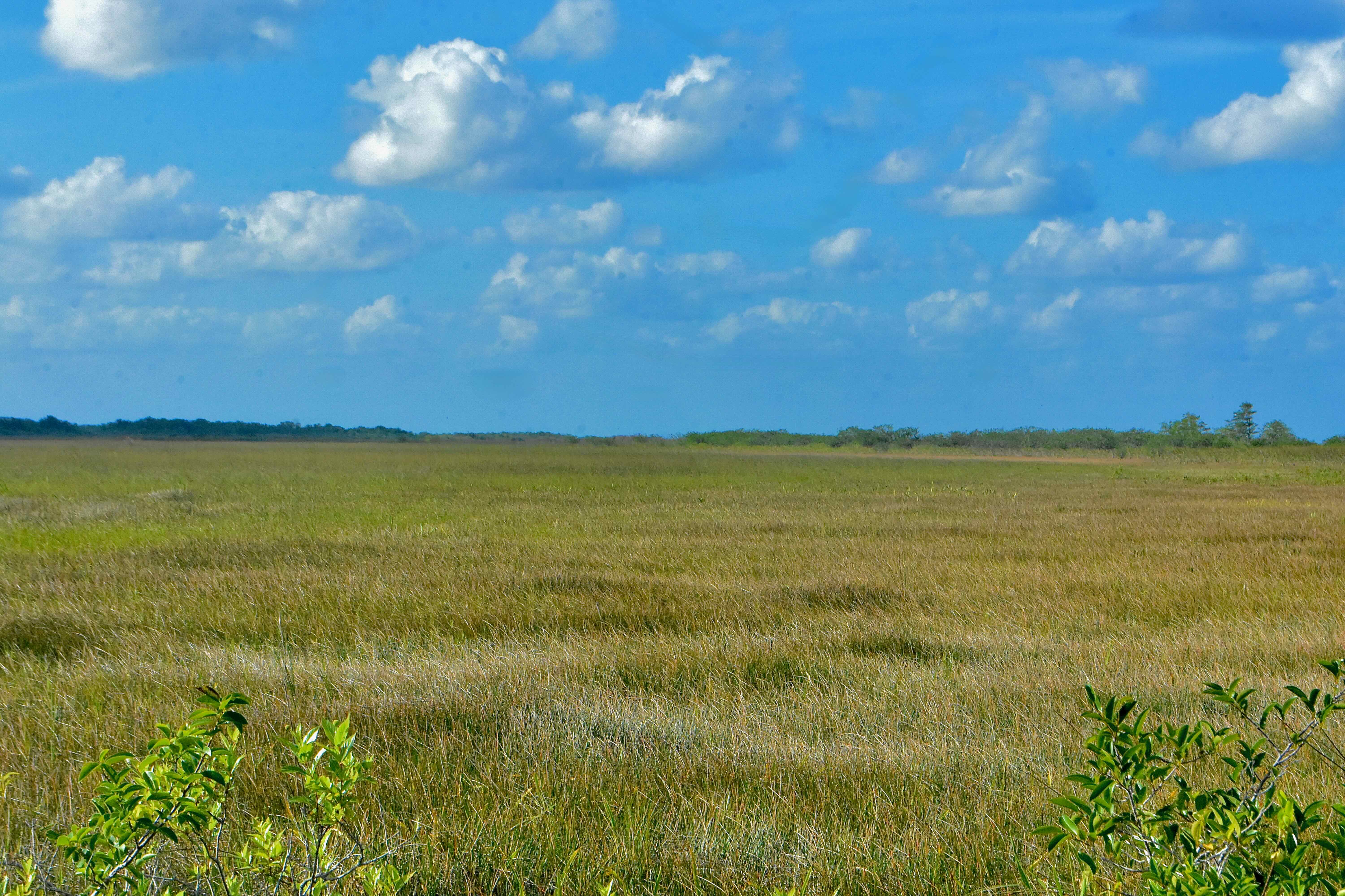 the everglades