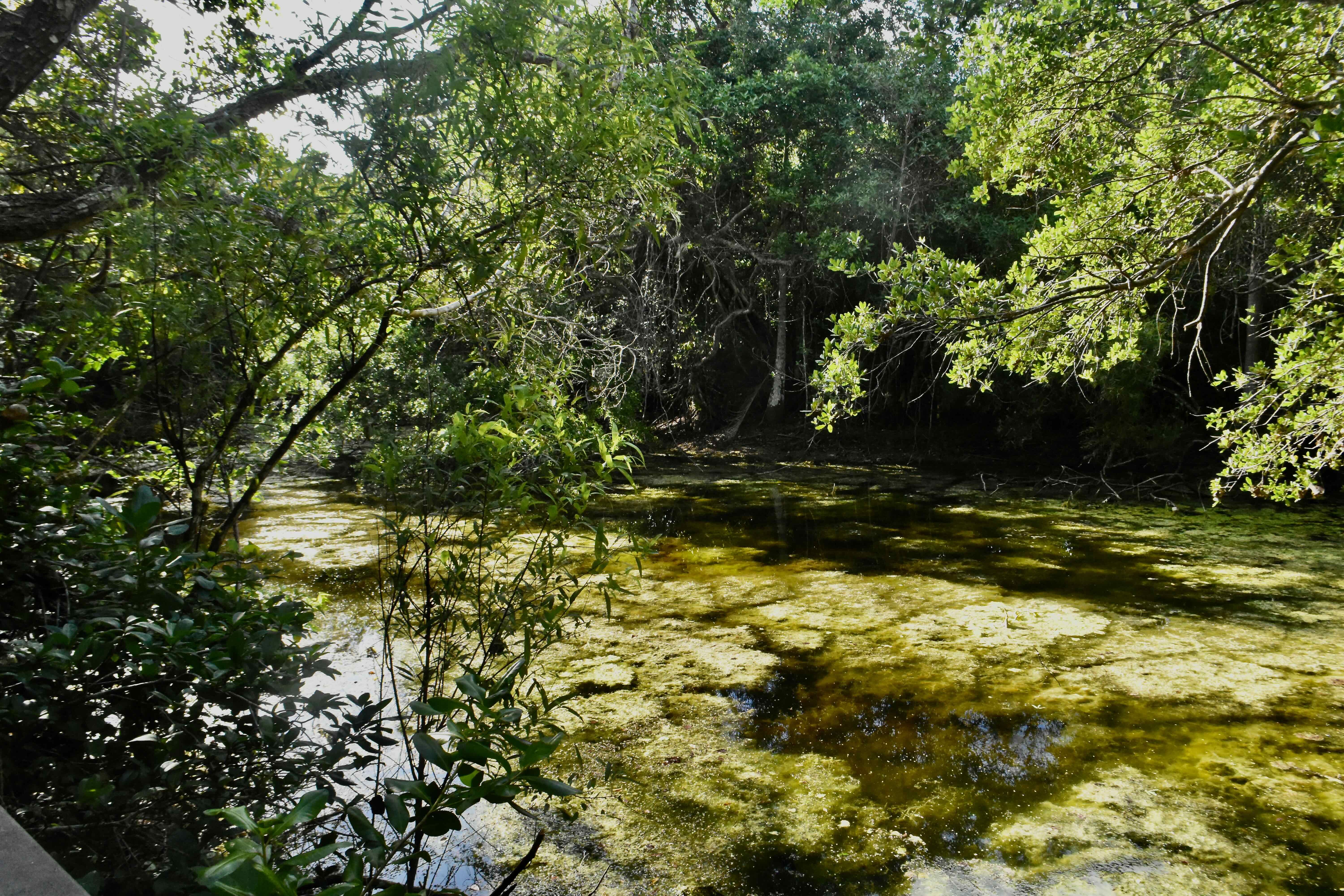 small pond