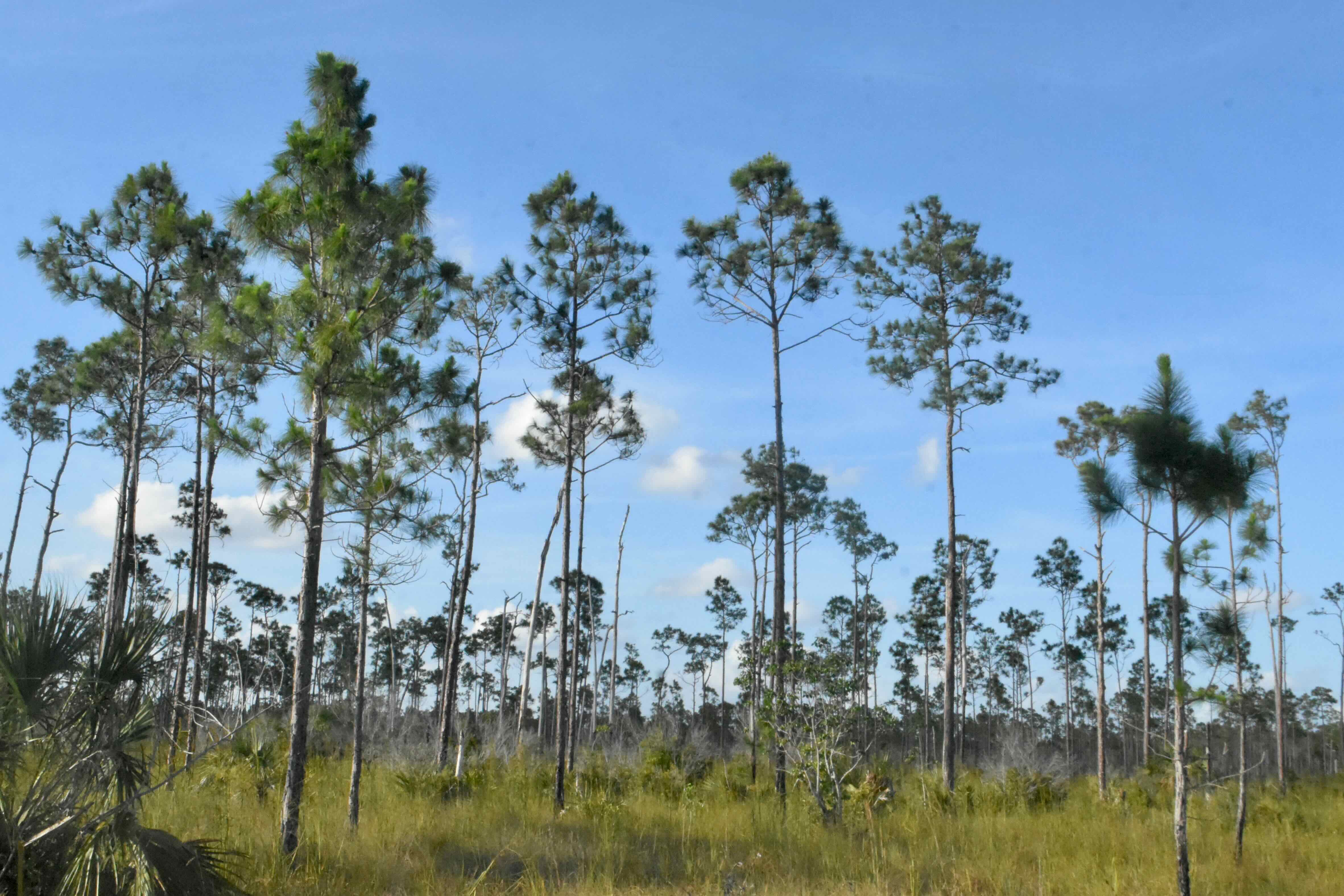 pine rockland habitat