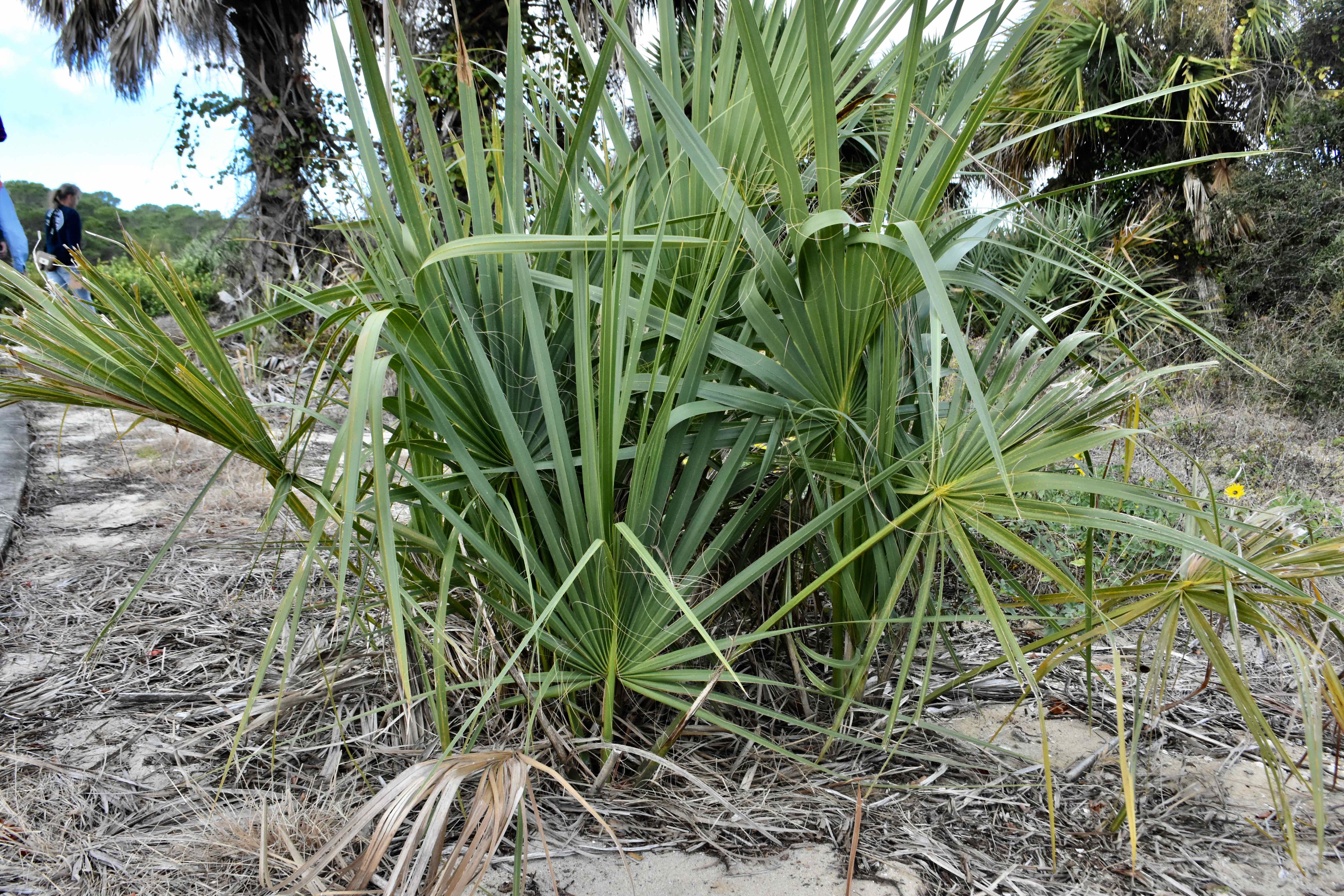 Scrub Palm / Etonia