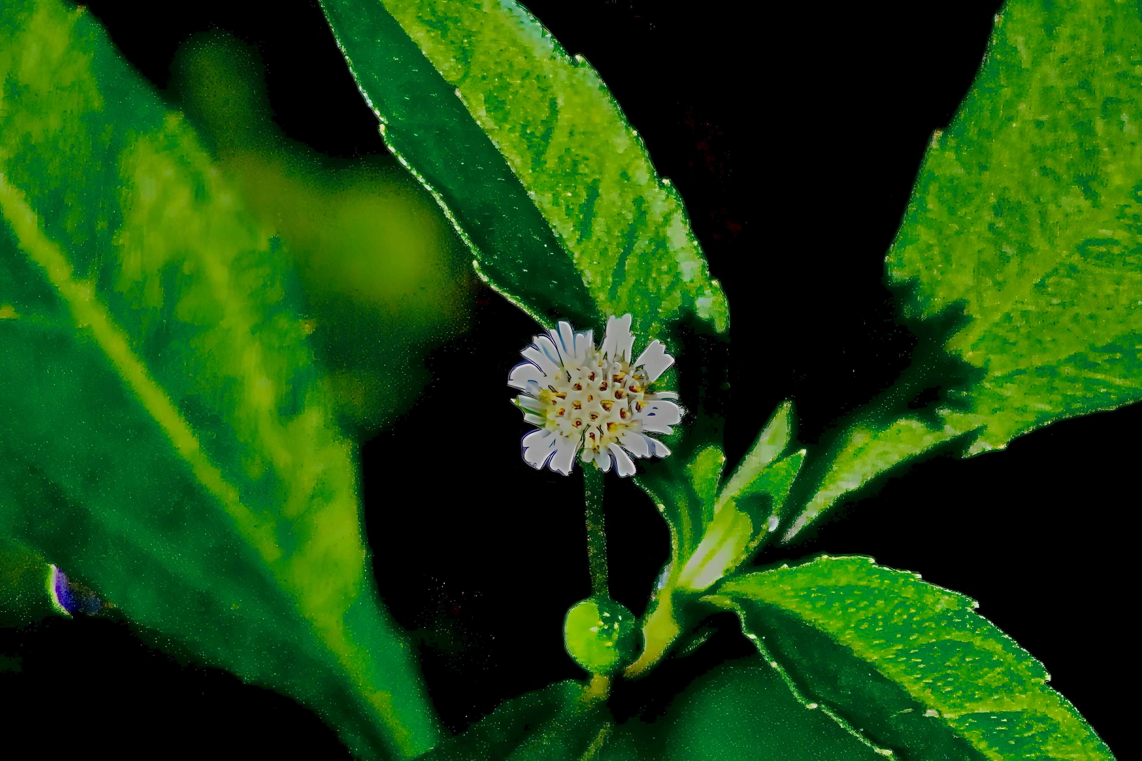 false daisy