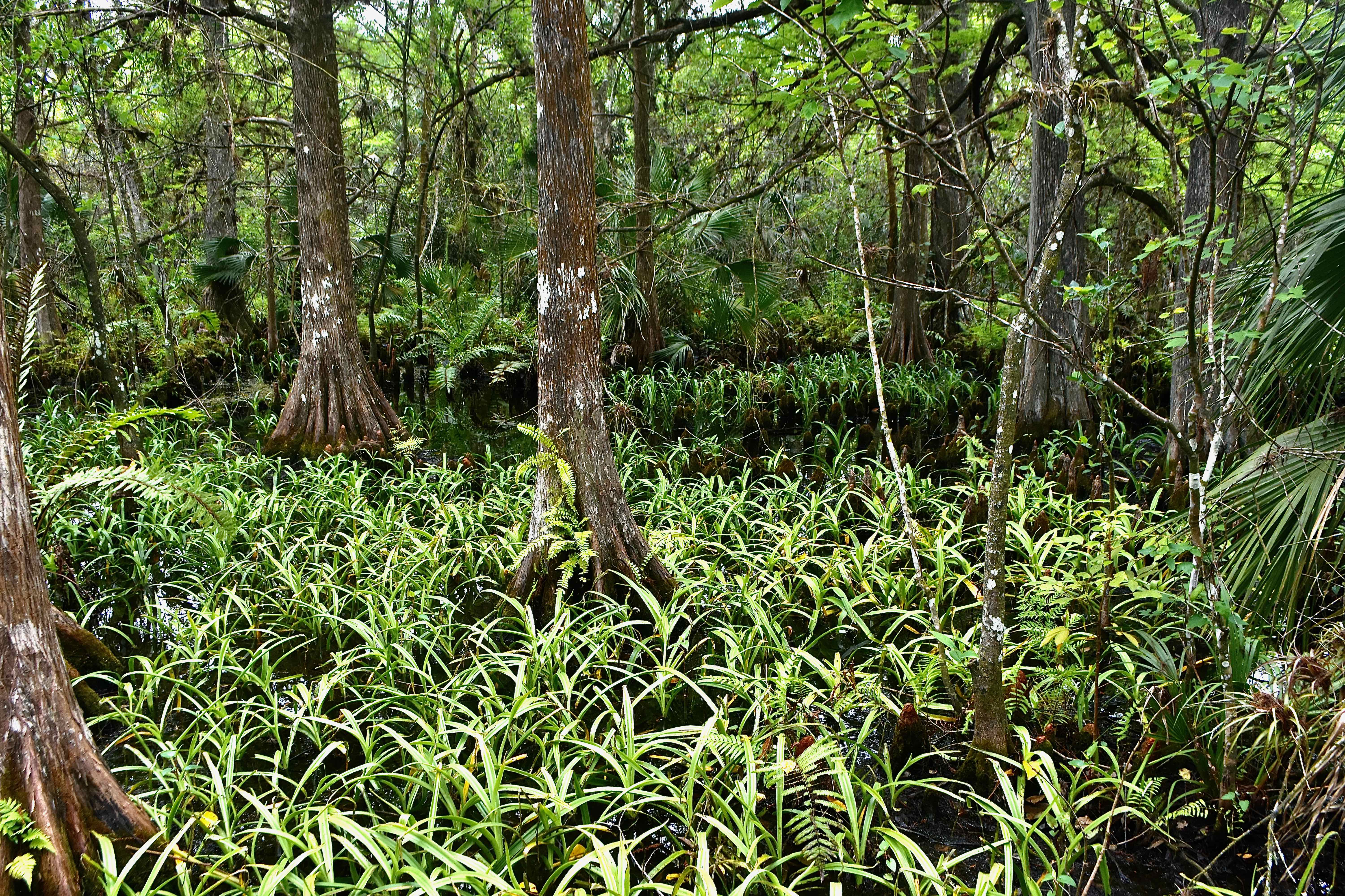 swamp lilies
