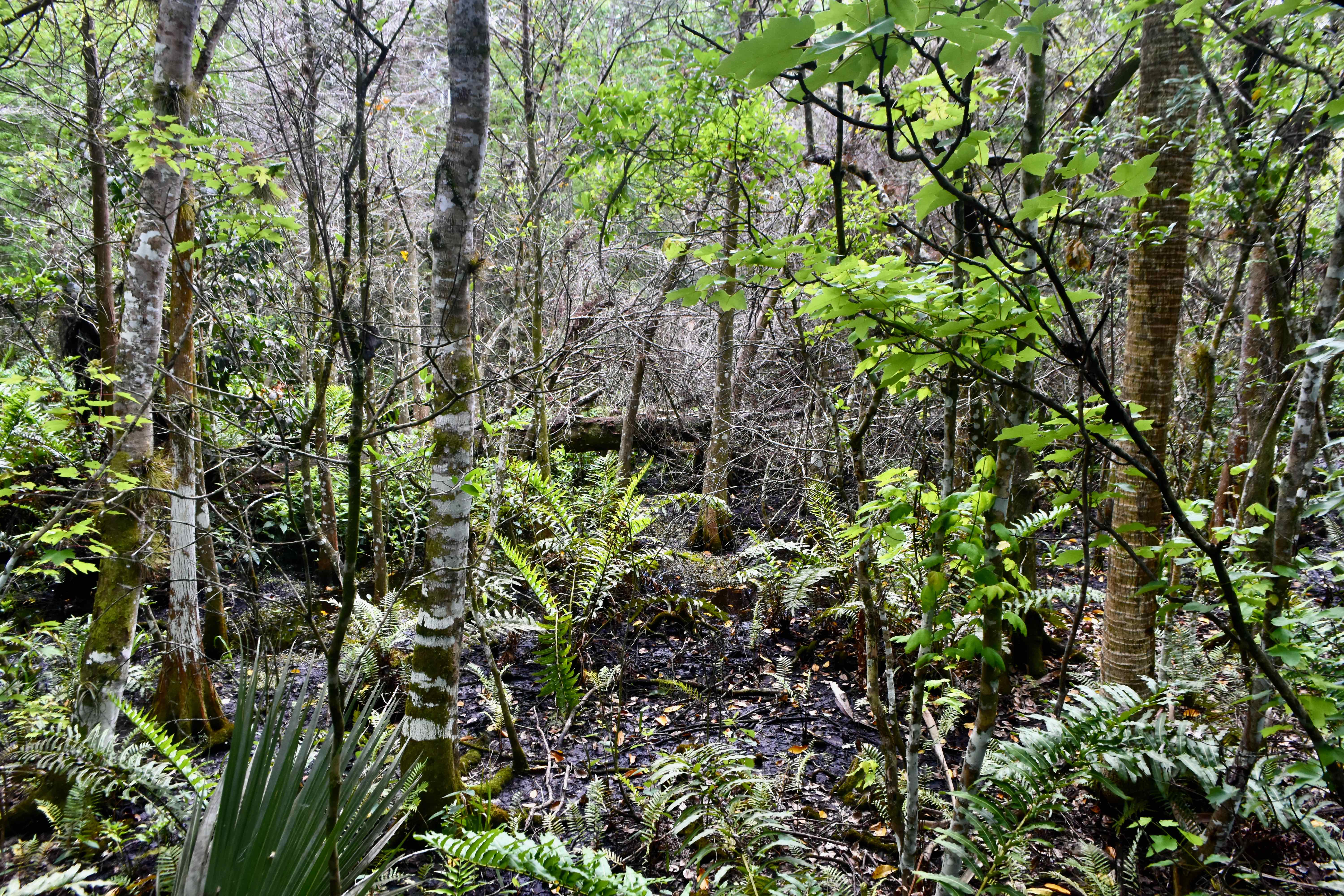 forest floor