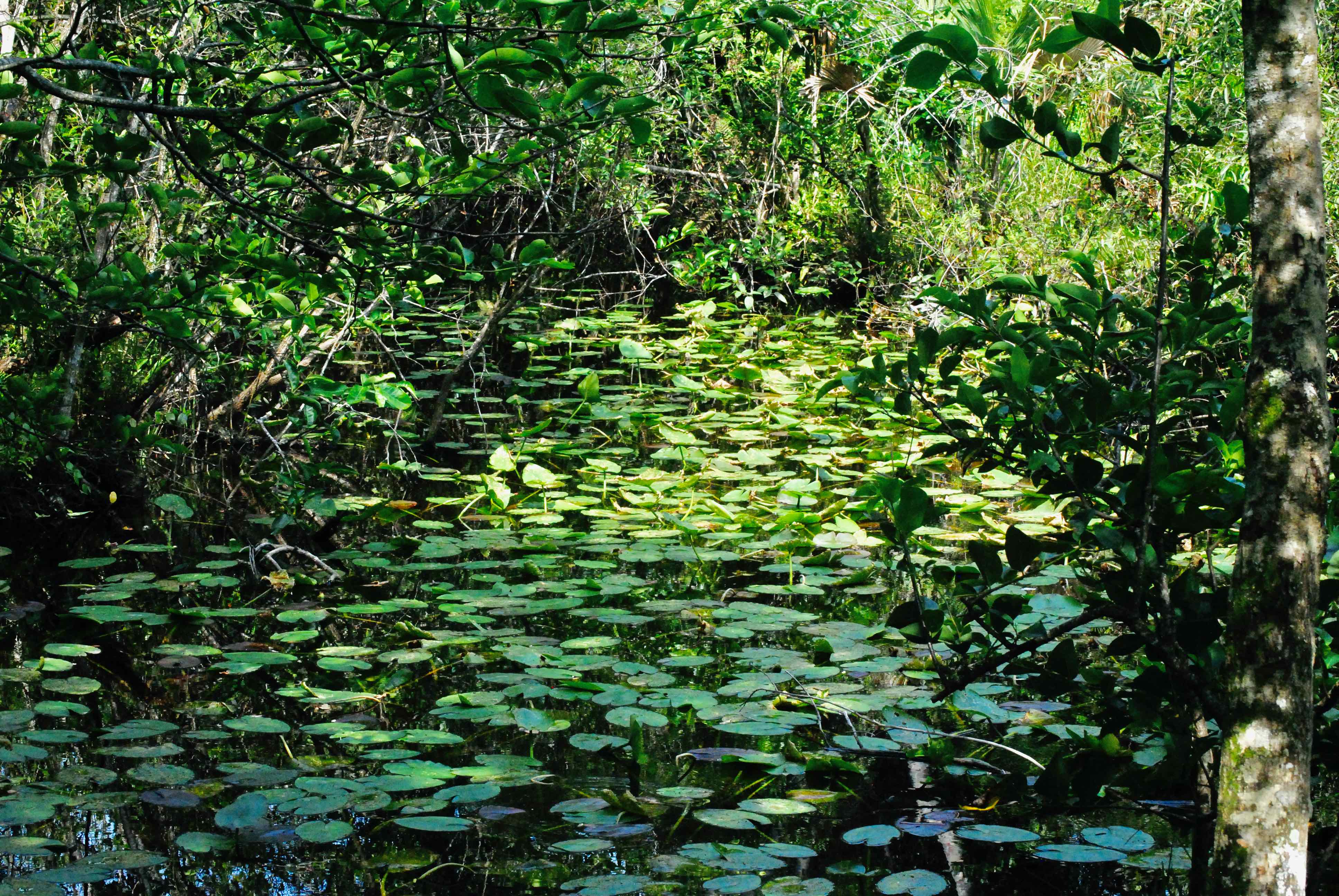 spatterdock