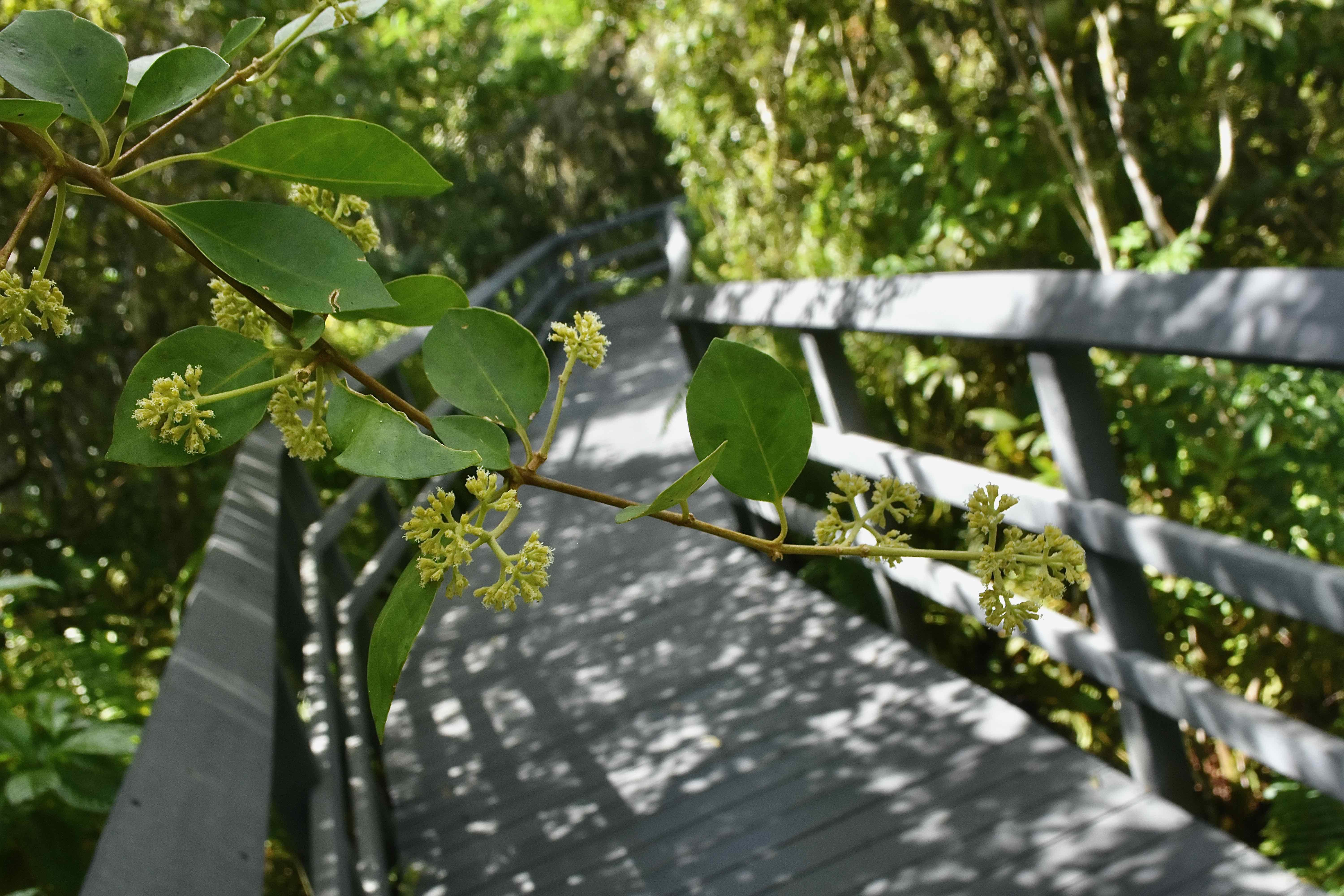 boardwalk