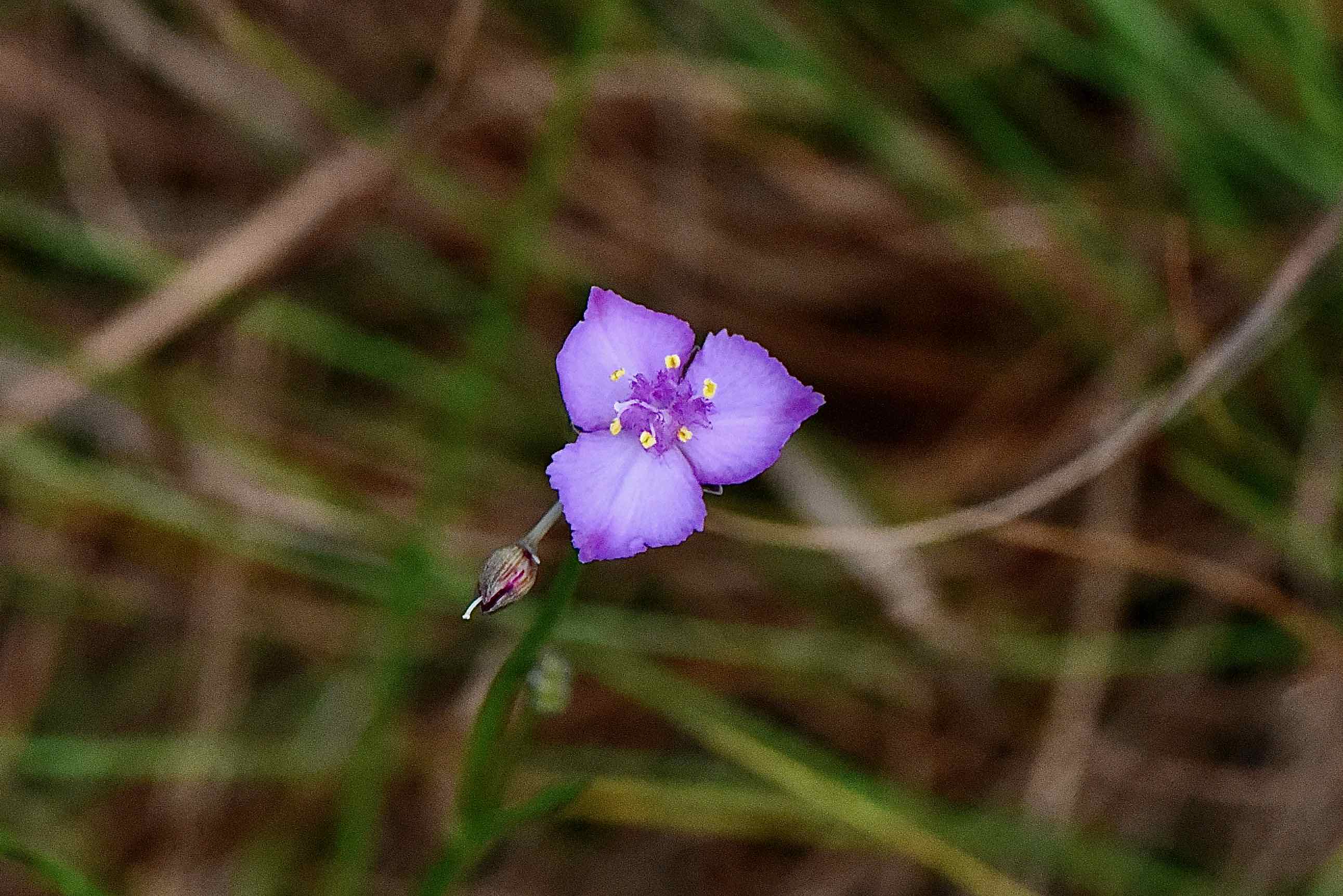 florida scrub roseling