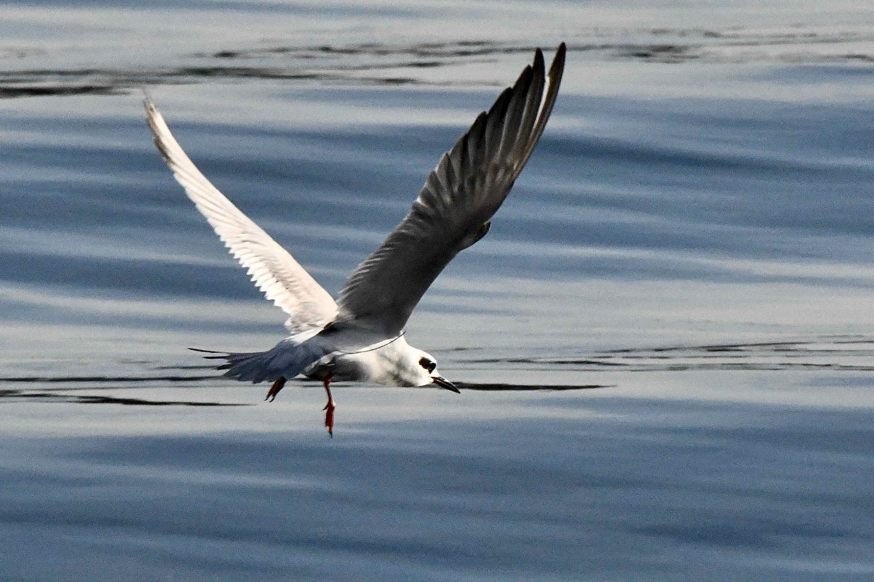 forster's tern in flight