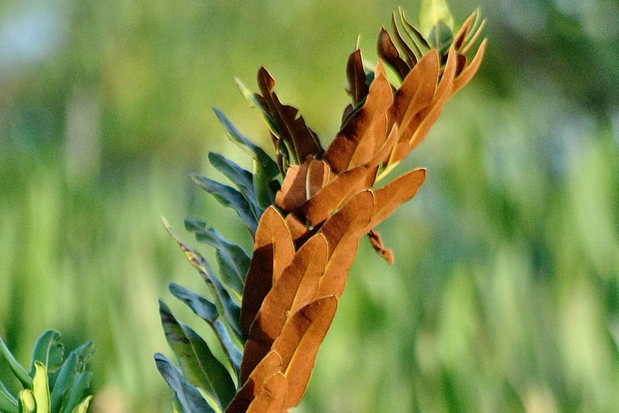 giant leather fern