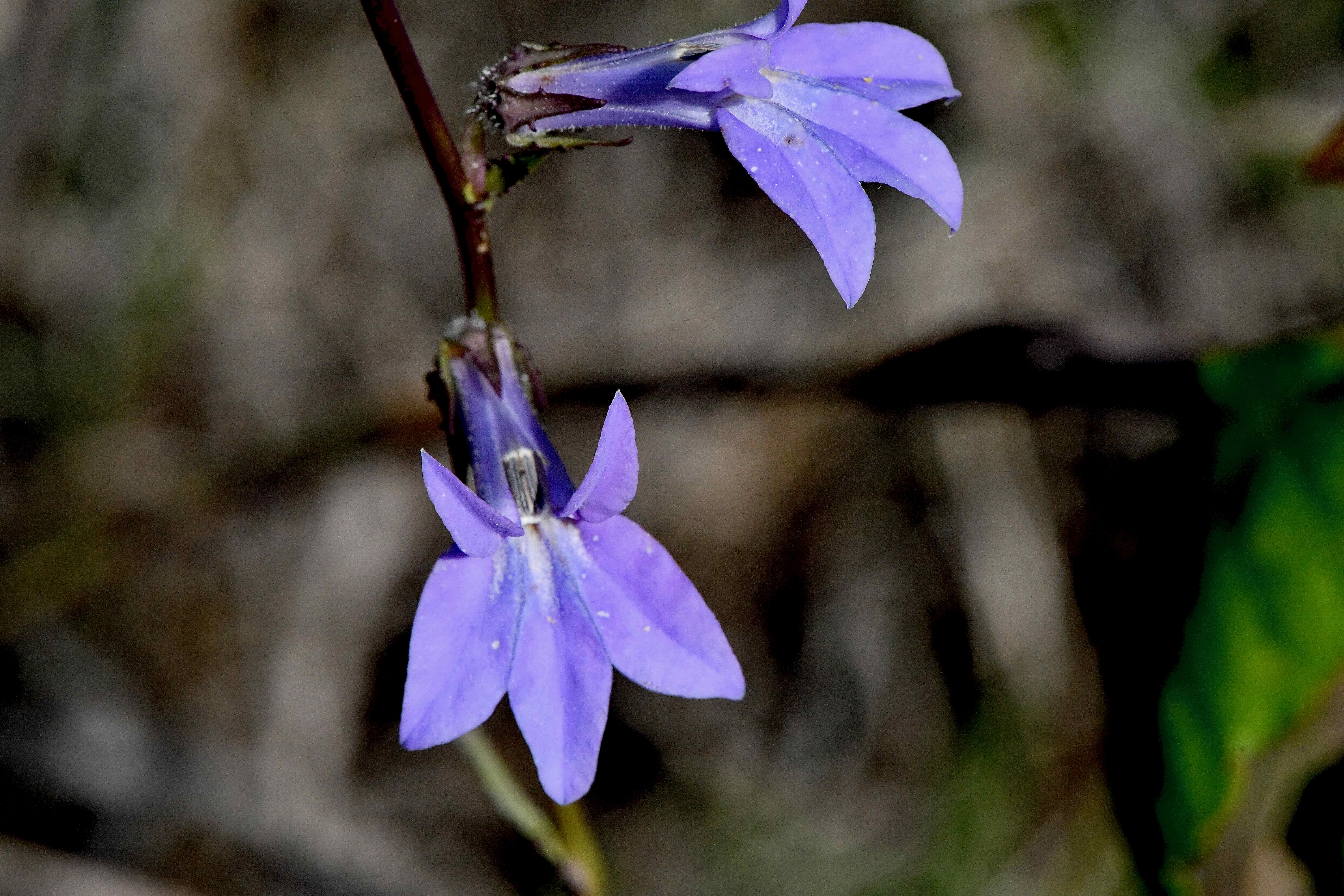 glade lobelia