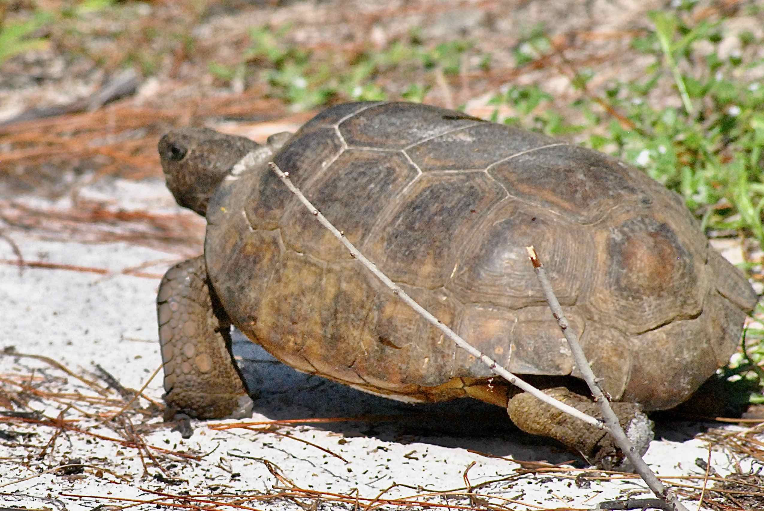 gopher tortoise