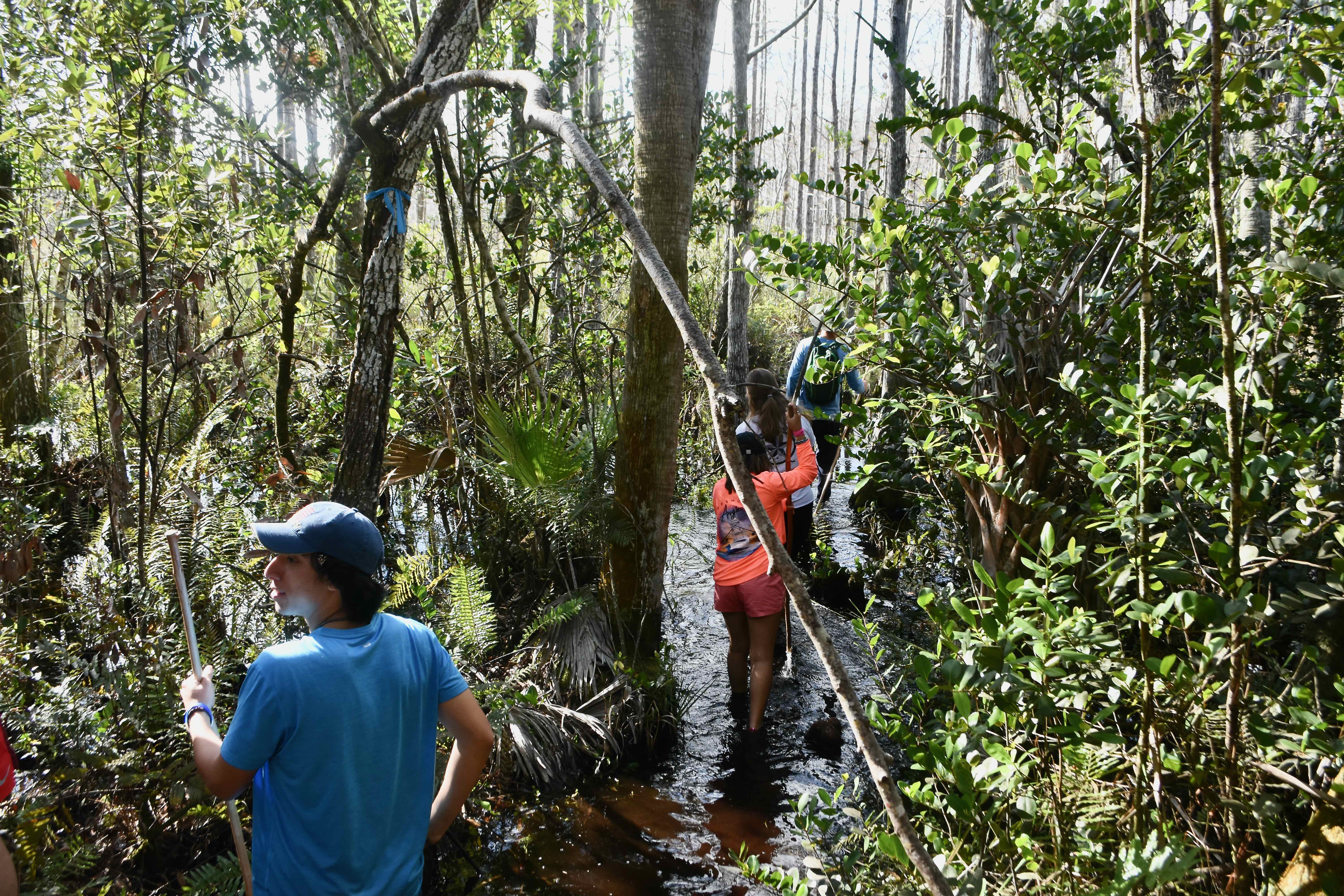 swamp tromp