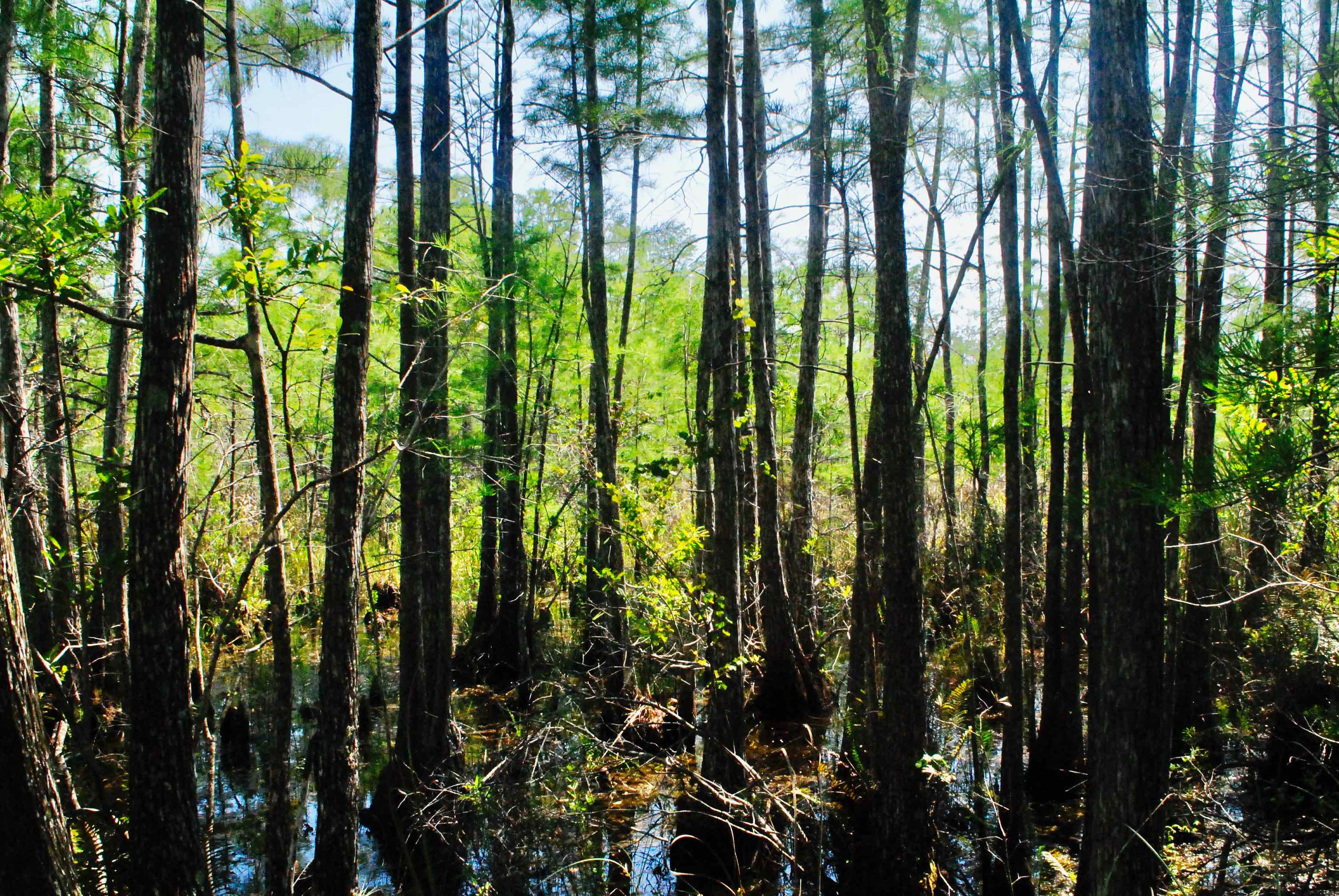 swamp