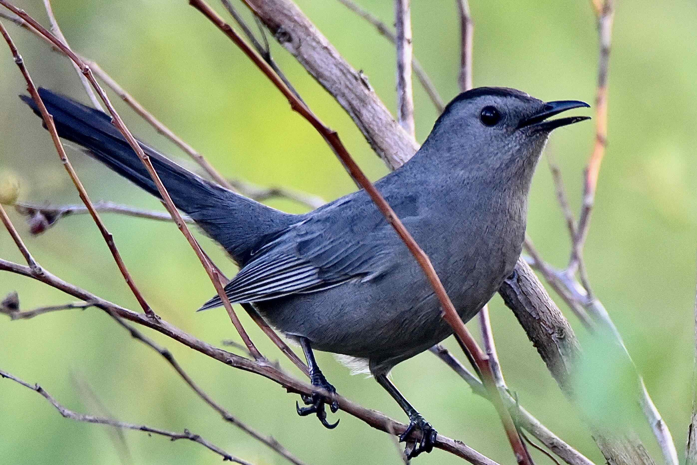 gray catbird