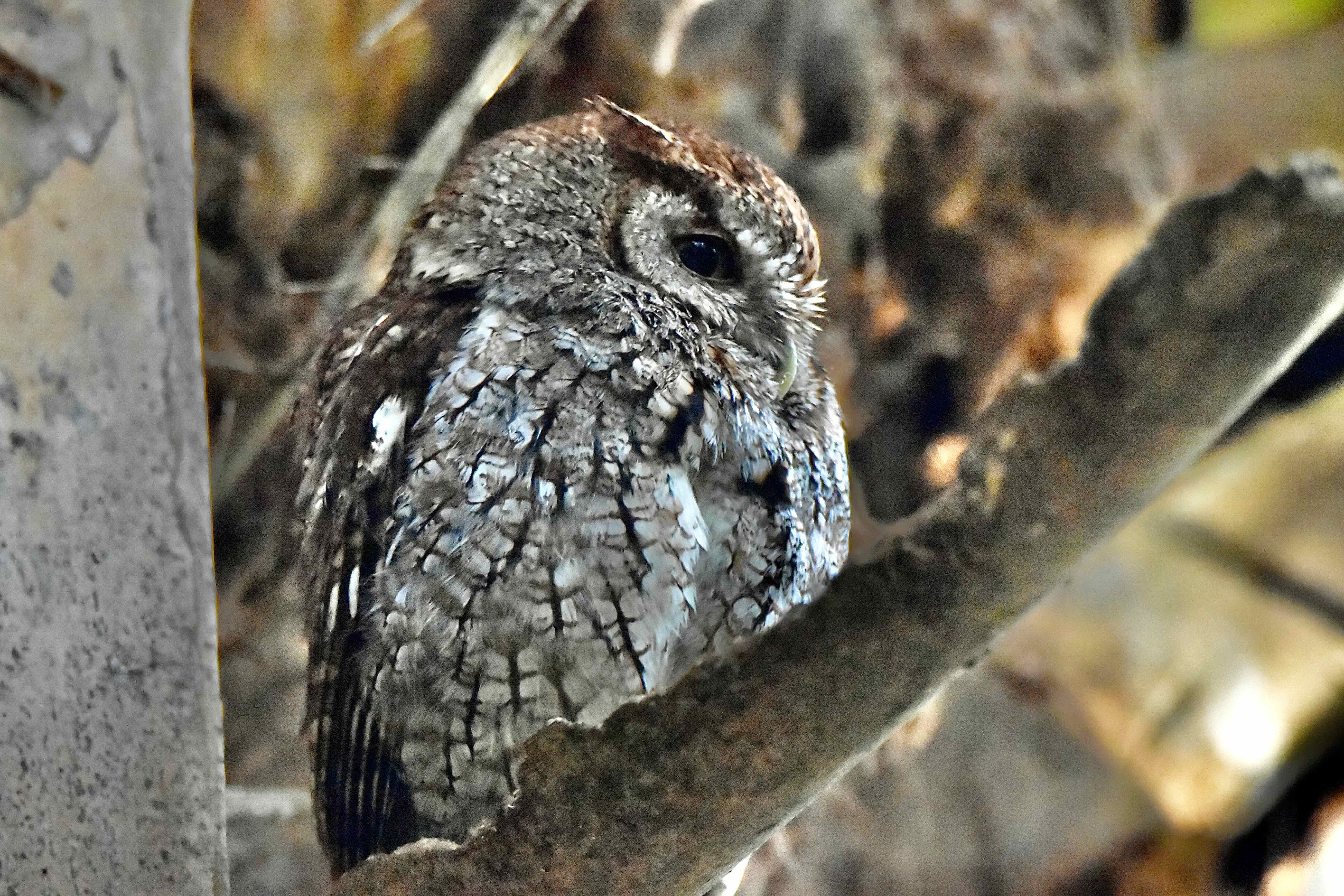 eastern screech owl