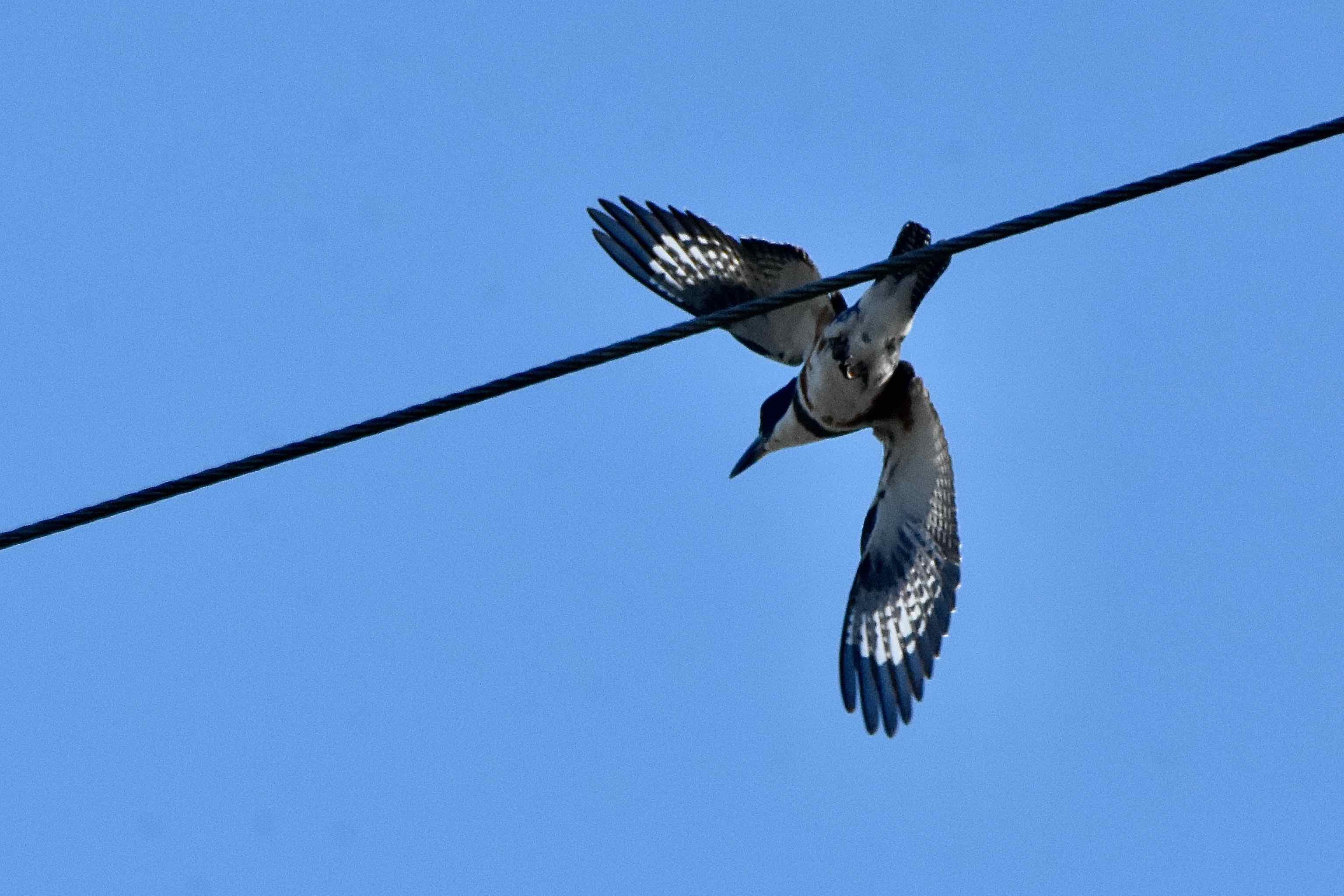 Belted Kingfisher