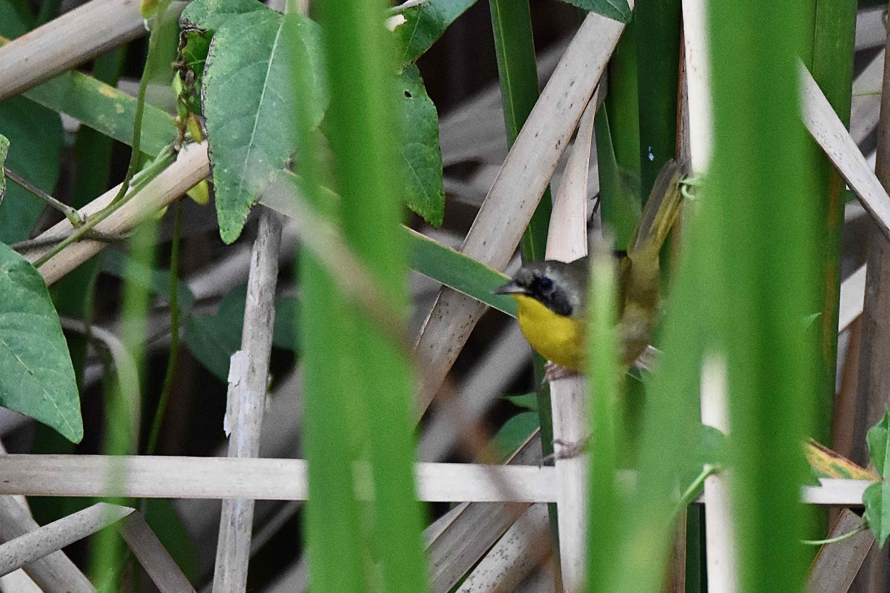 Common Yellowthroat Warbler