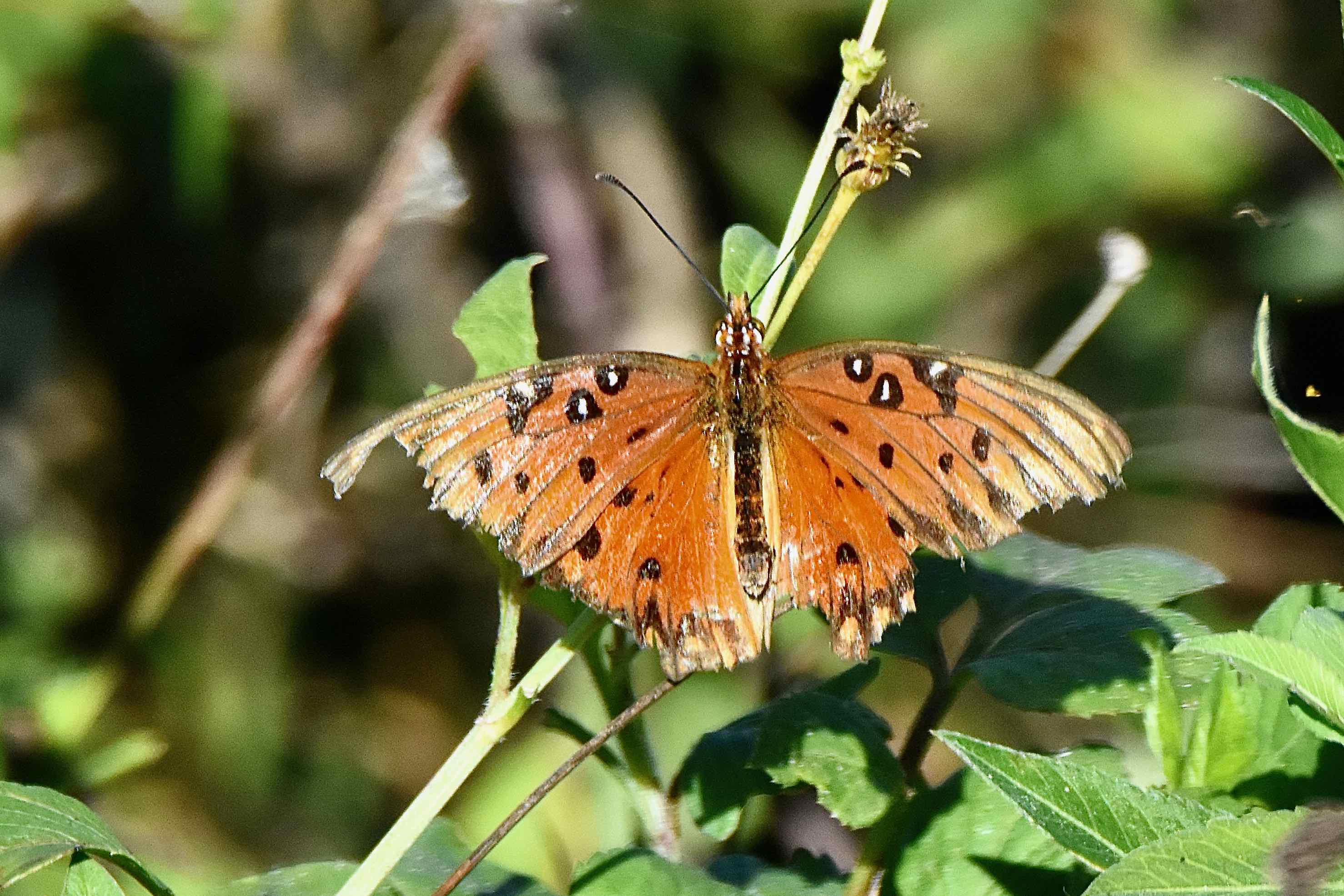 Gulf Fritillary Butterfly