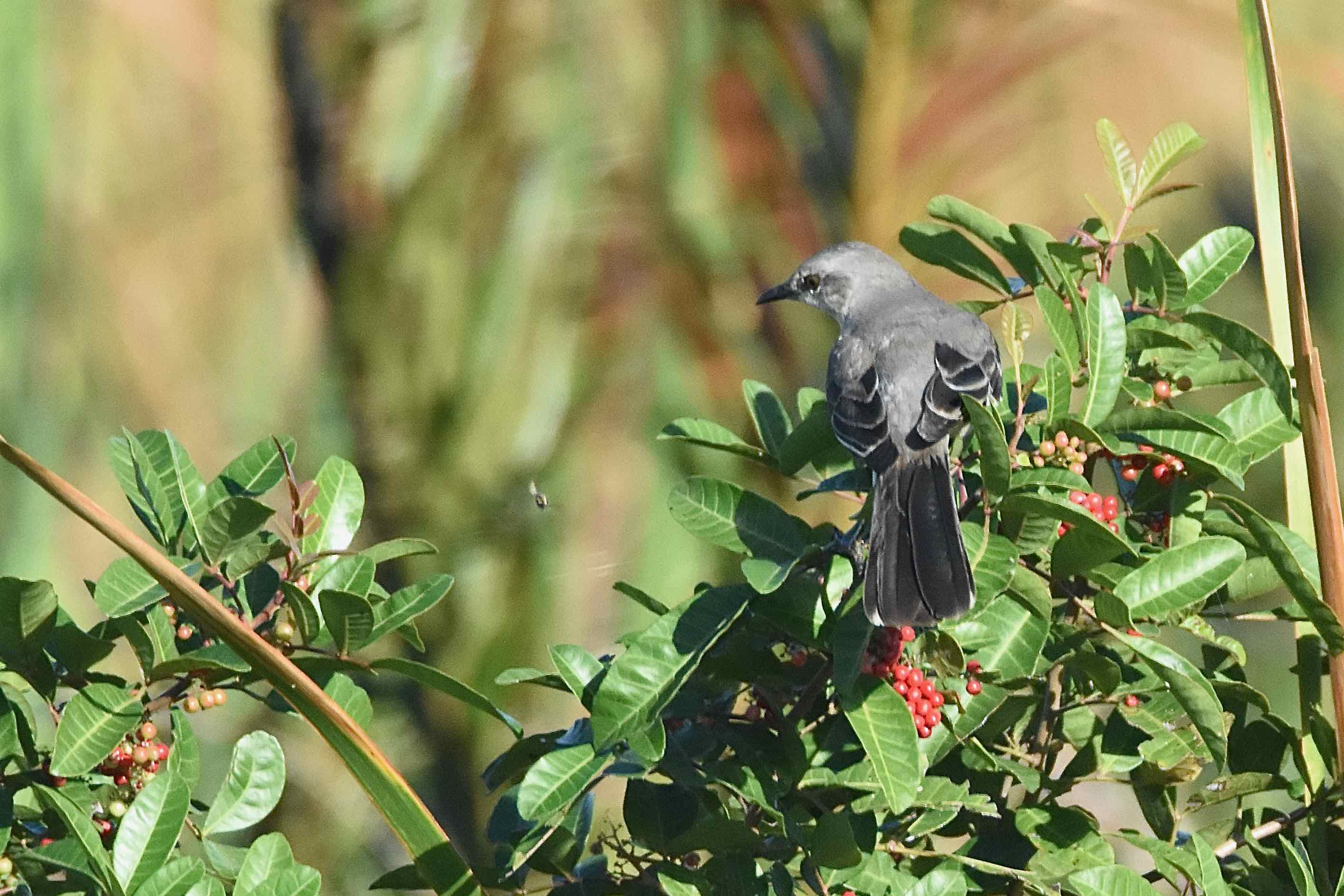 Northern Mockingbird