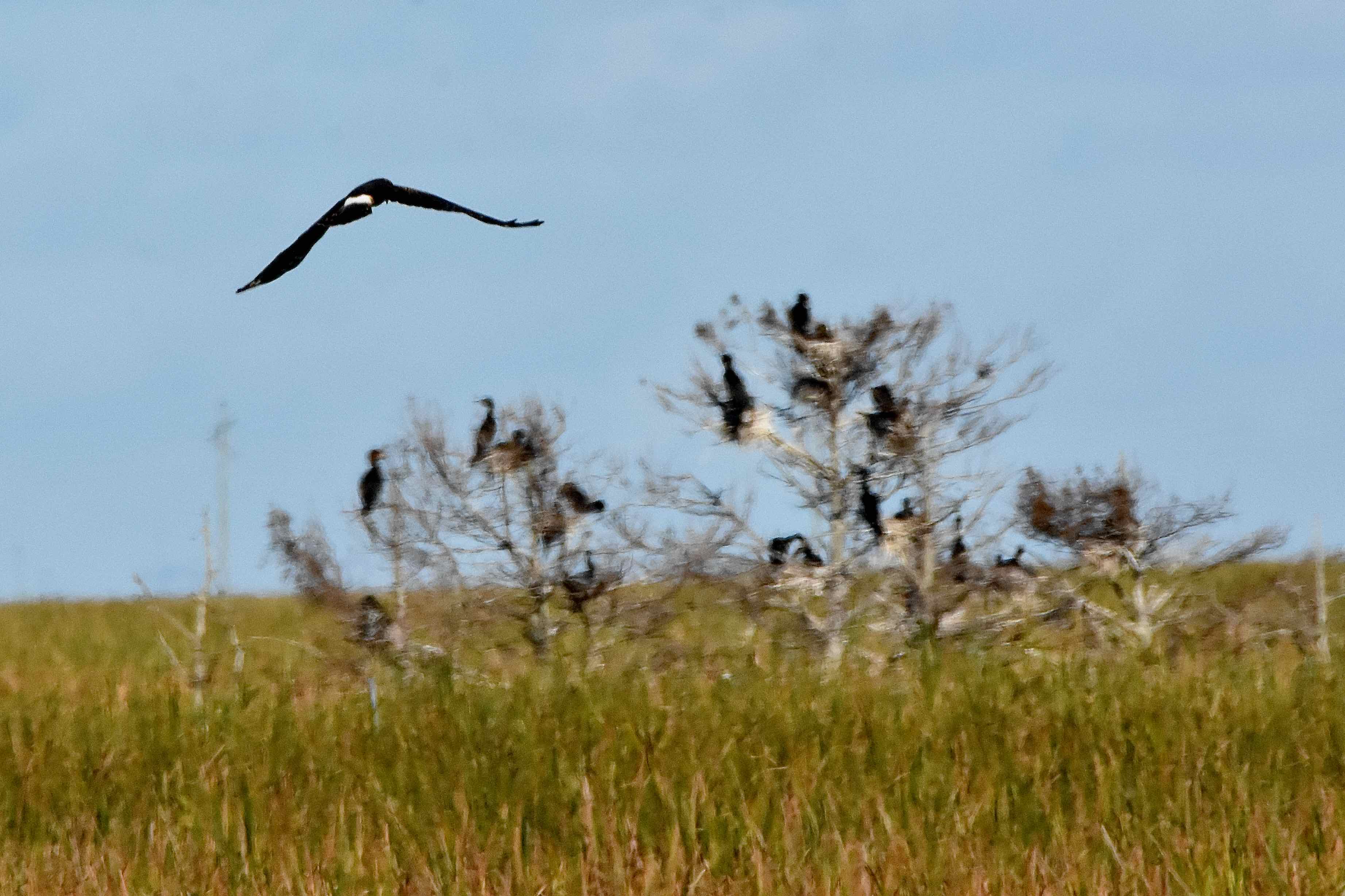 snail kite