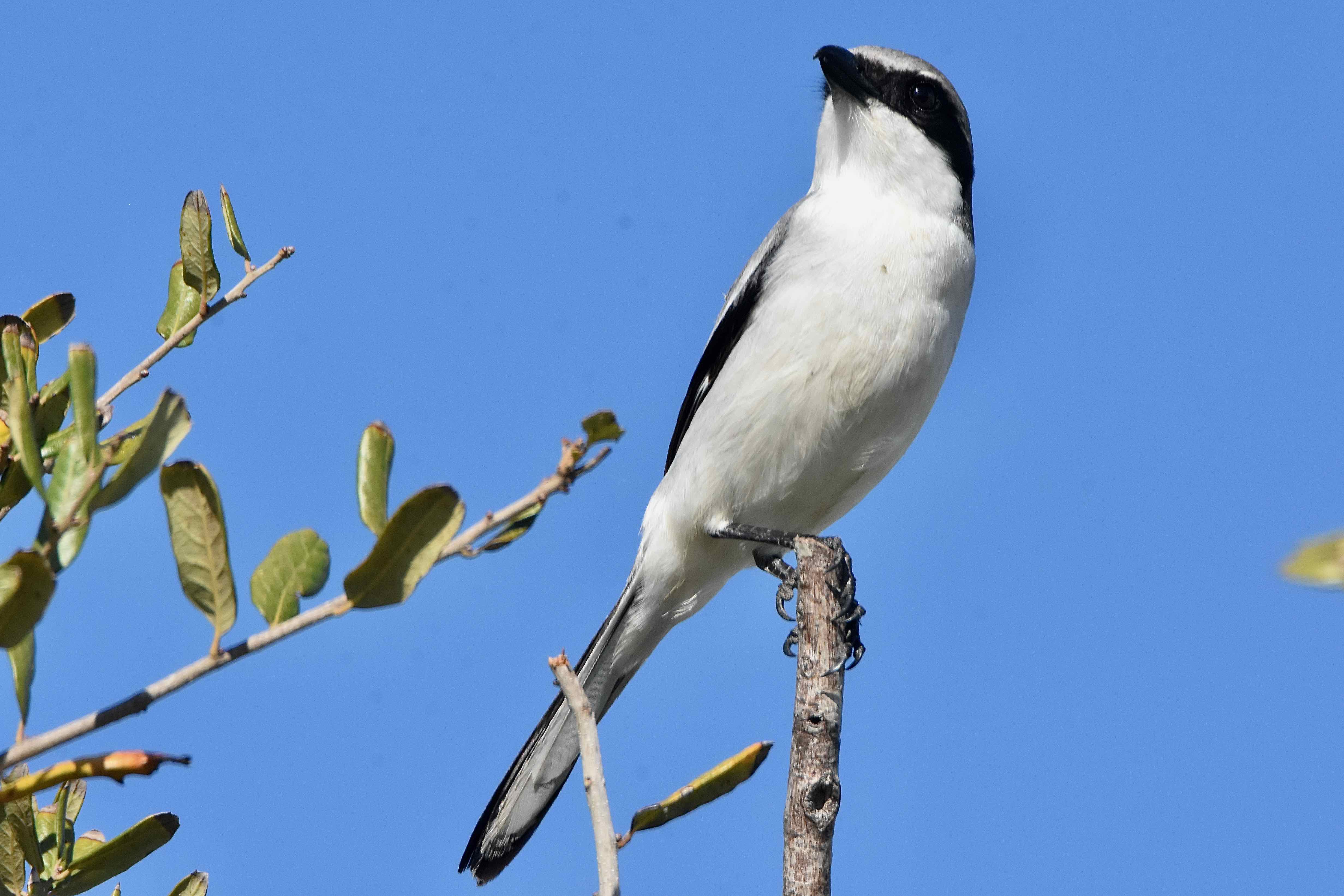 Loggerhead Shrike