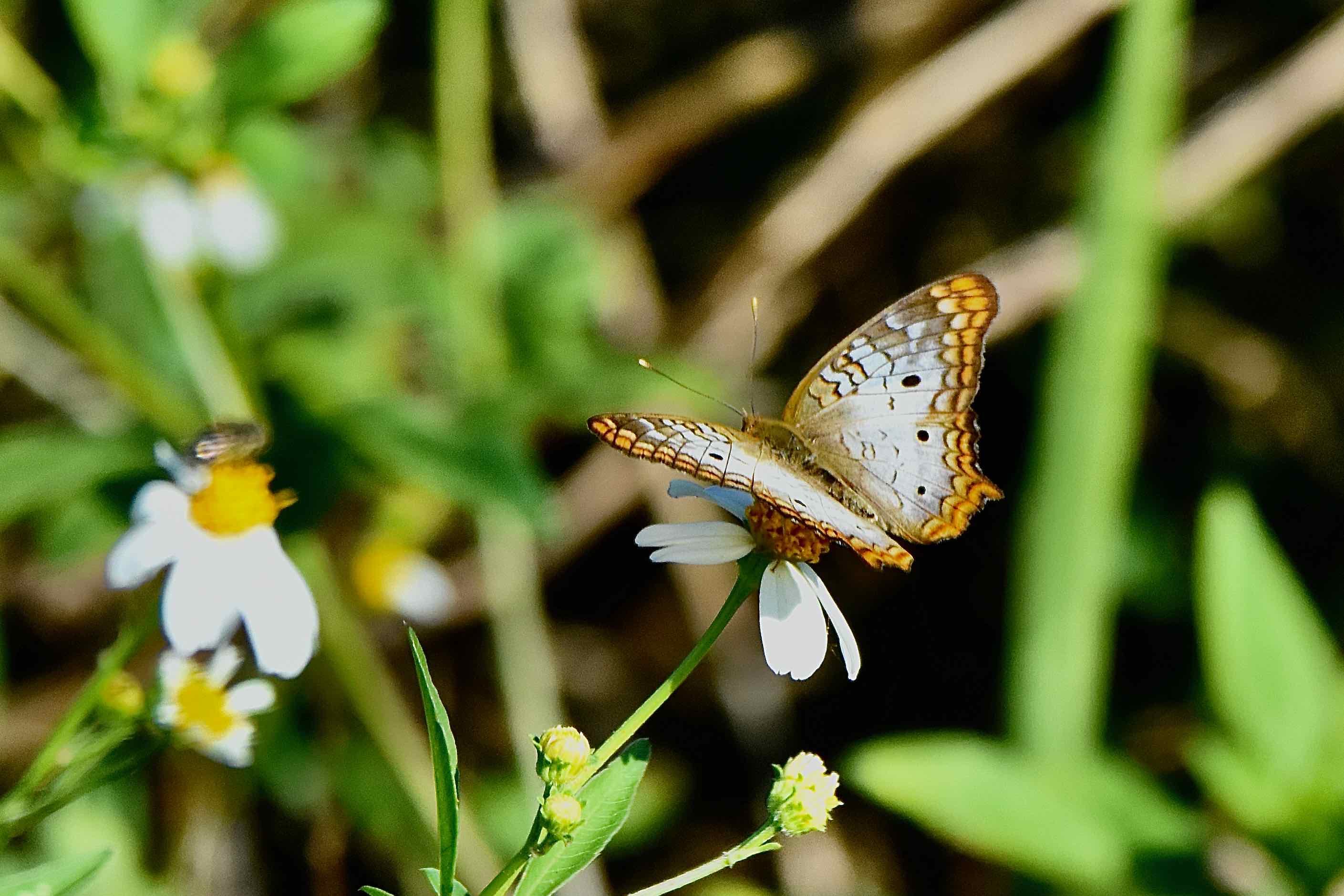 White Peacock Butterfly