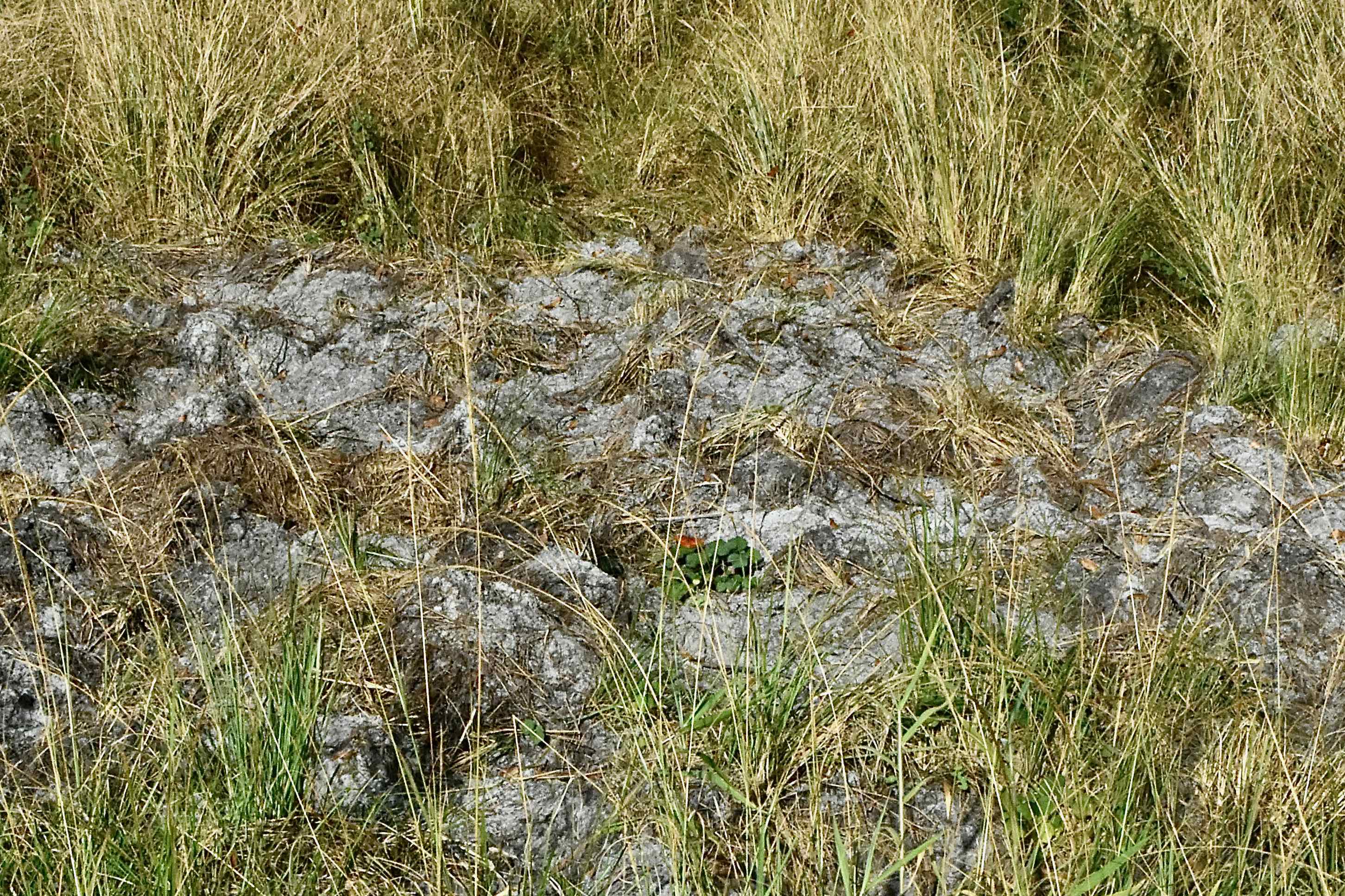 hog plowed ground