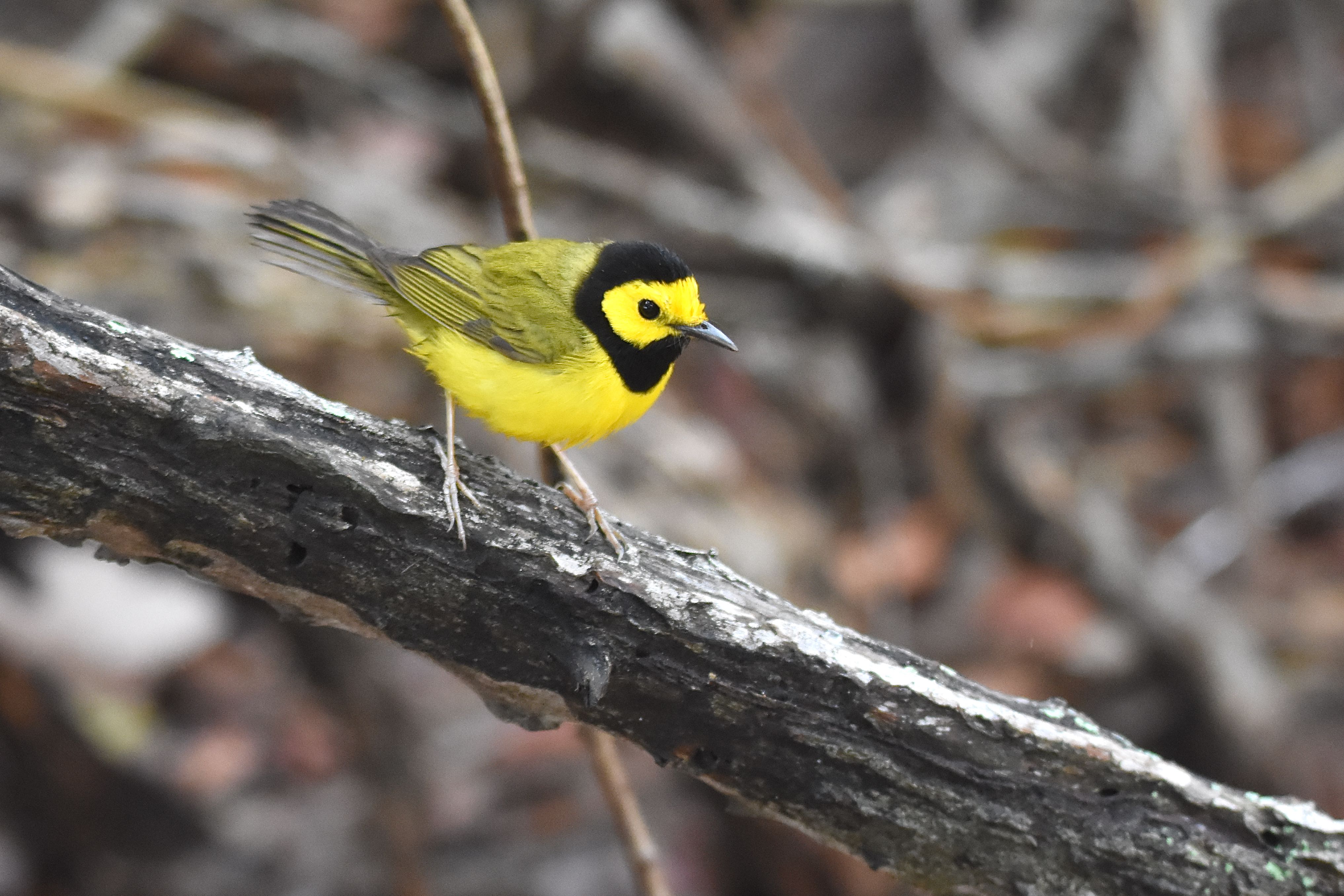 hooded warbler