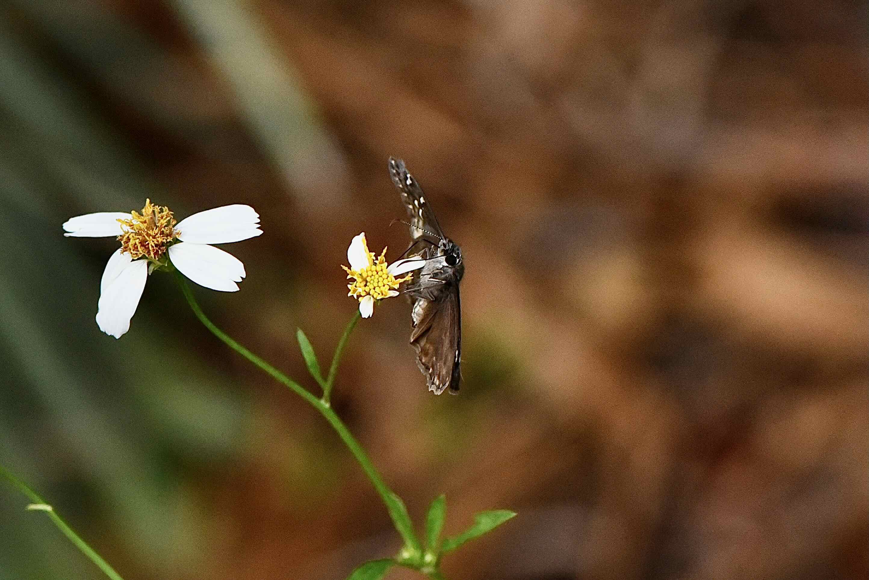 horace's duskywing