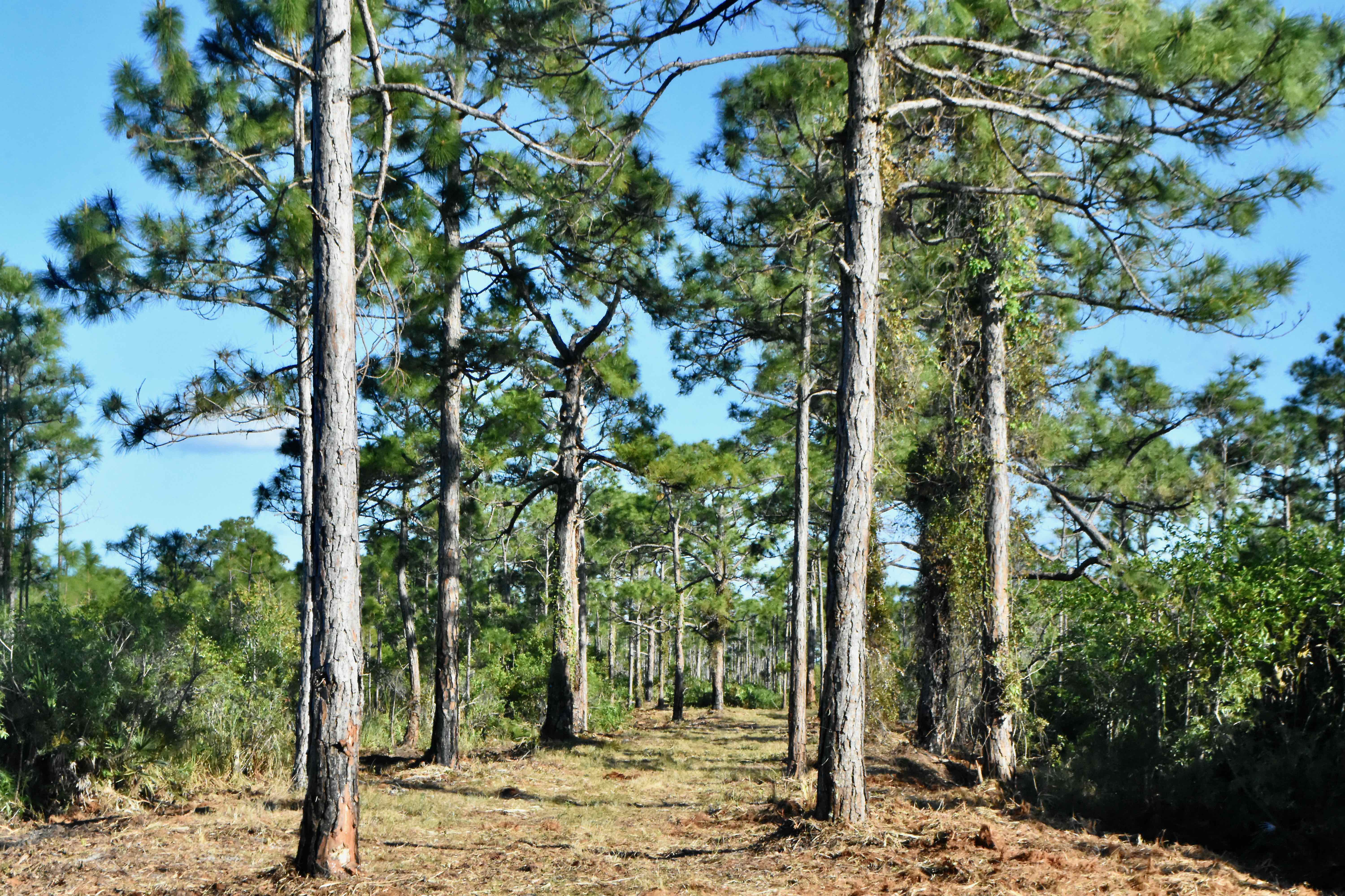 old jupiter indiantown grade
