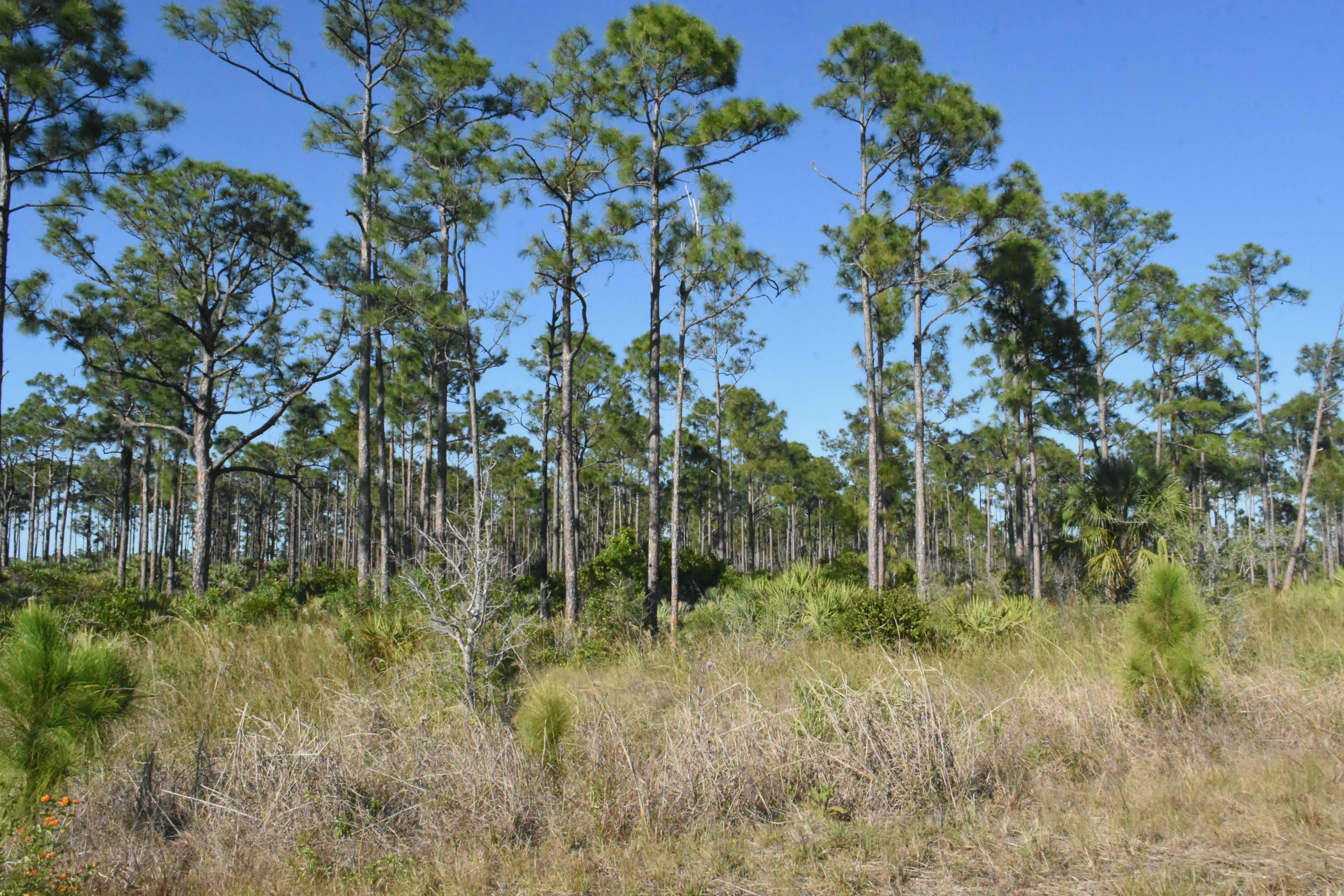 pine flatwoods
