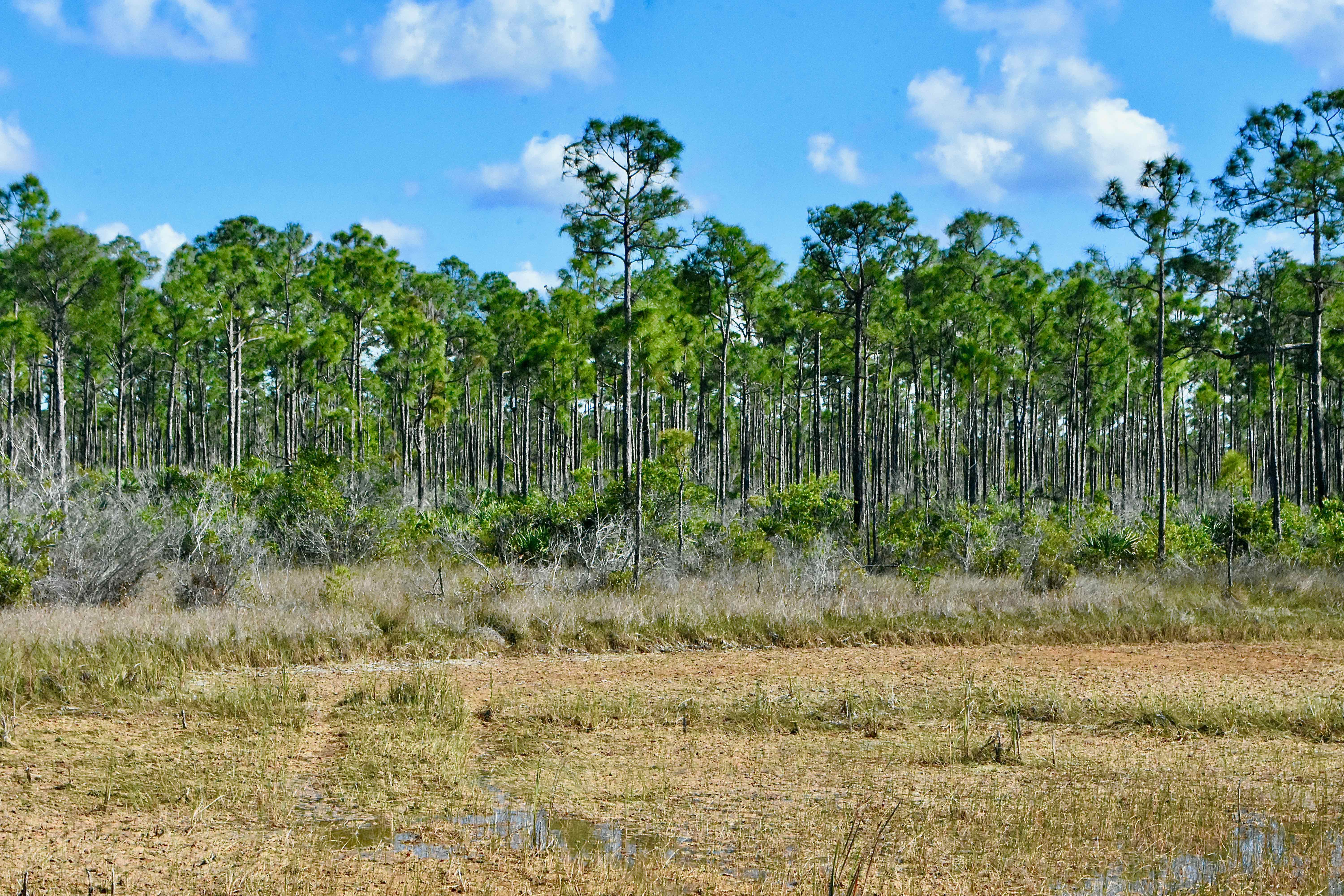 marsh and flatwoods