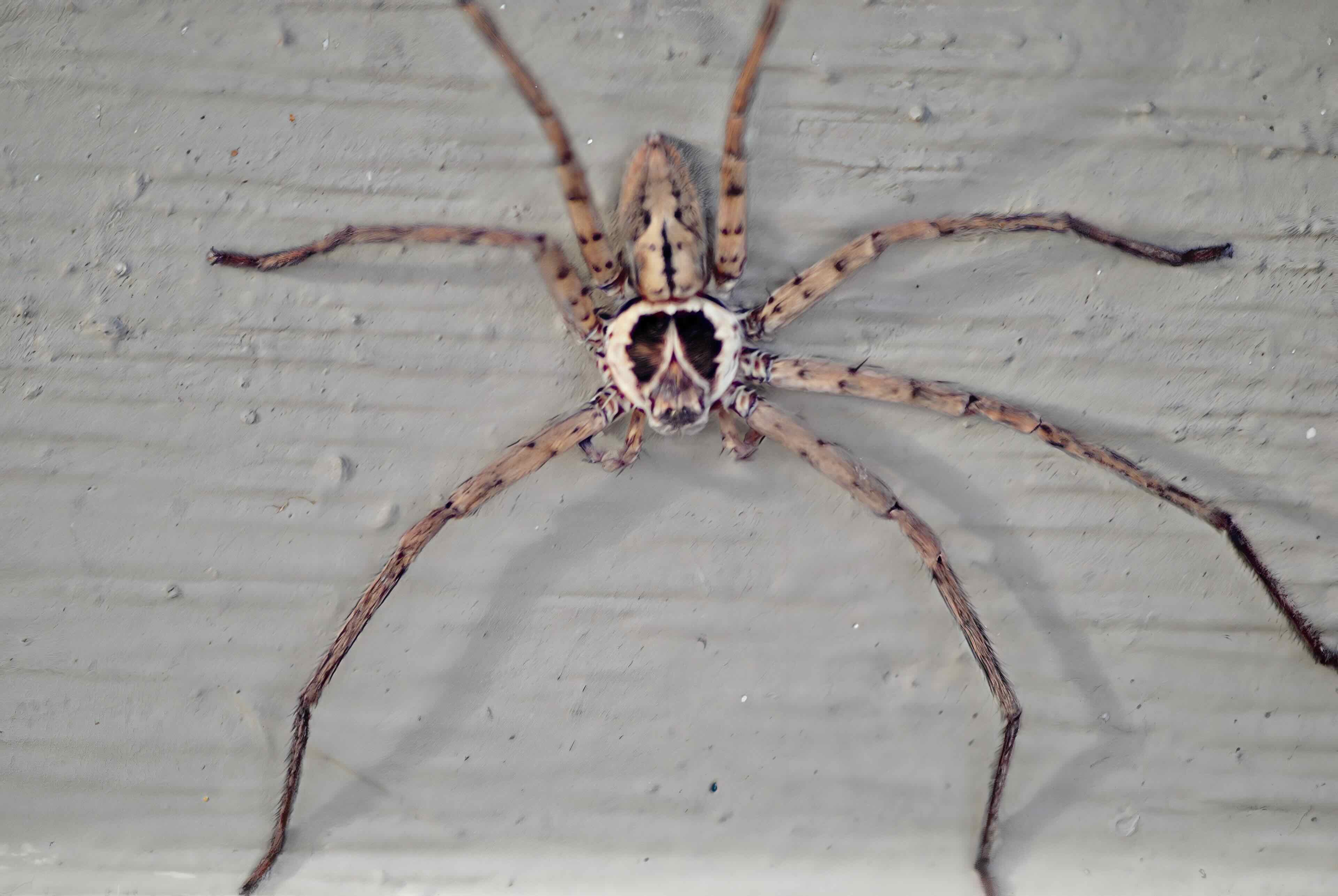 huntsman spider