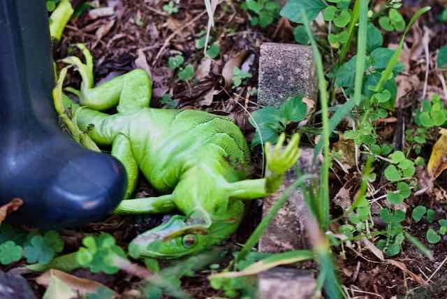 stunned iguana