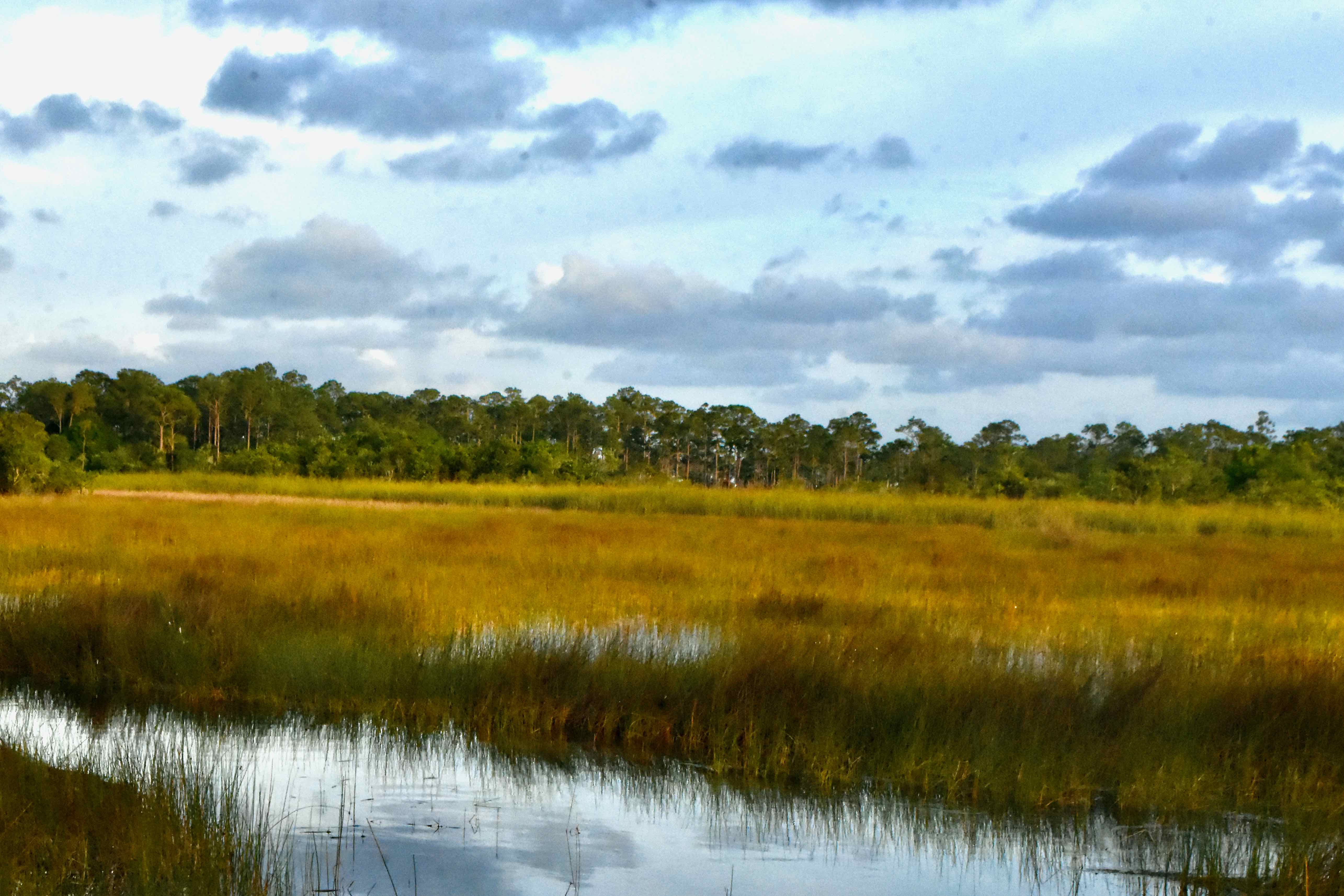 marsh and woods